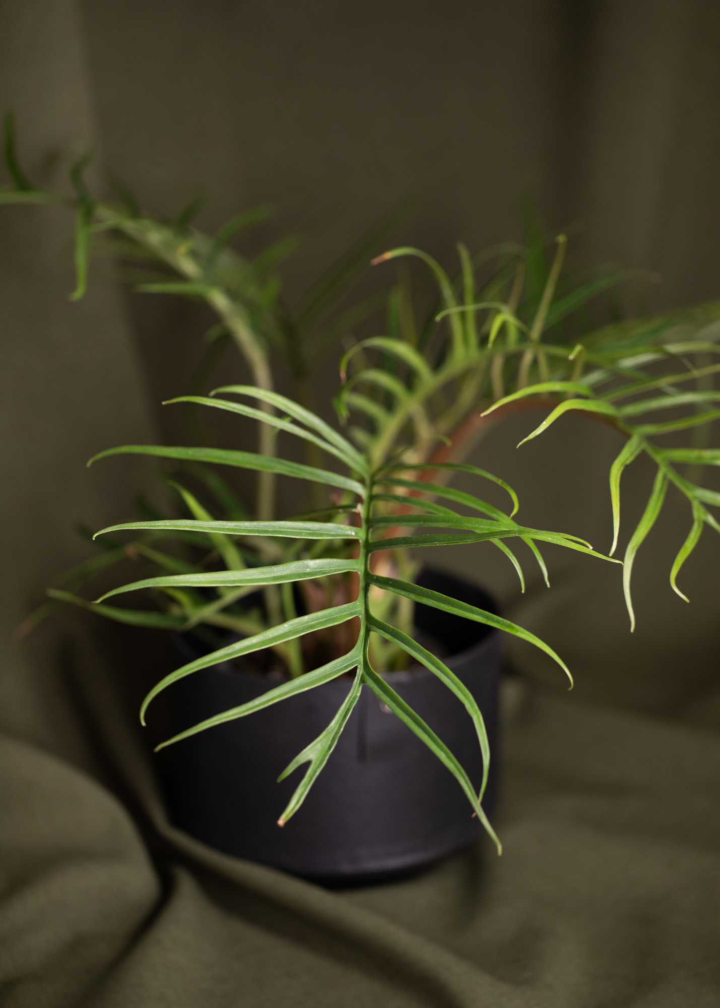 Philodendron Tortum Philodendron Tortum
