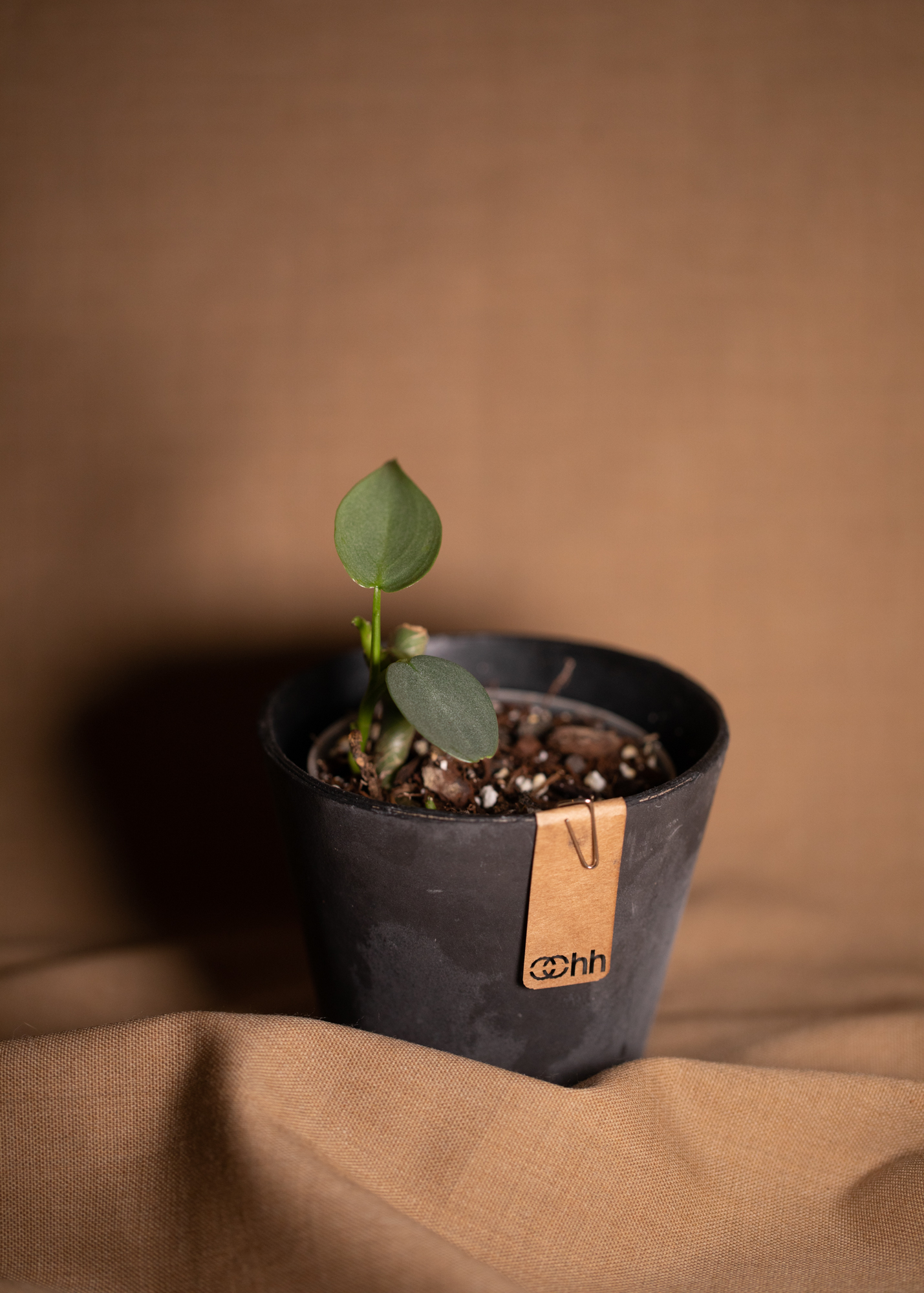 Philodendron Hastatum Philodendron Hastatum