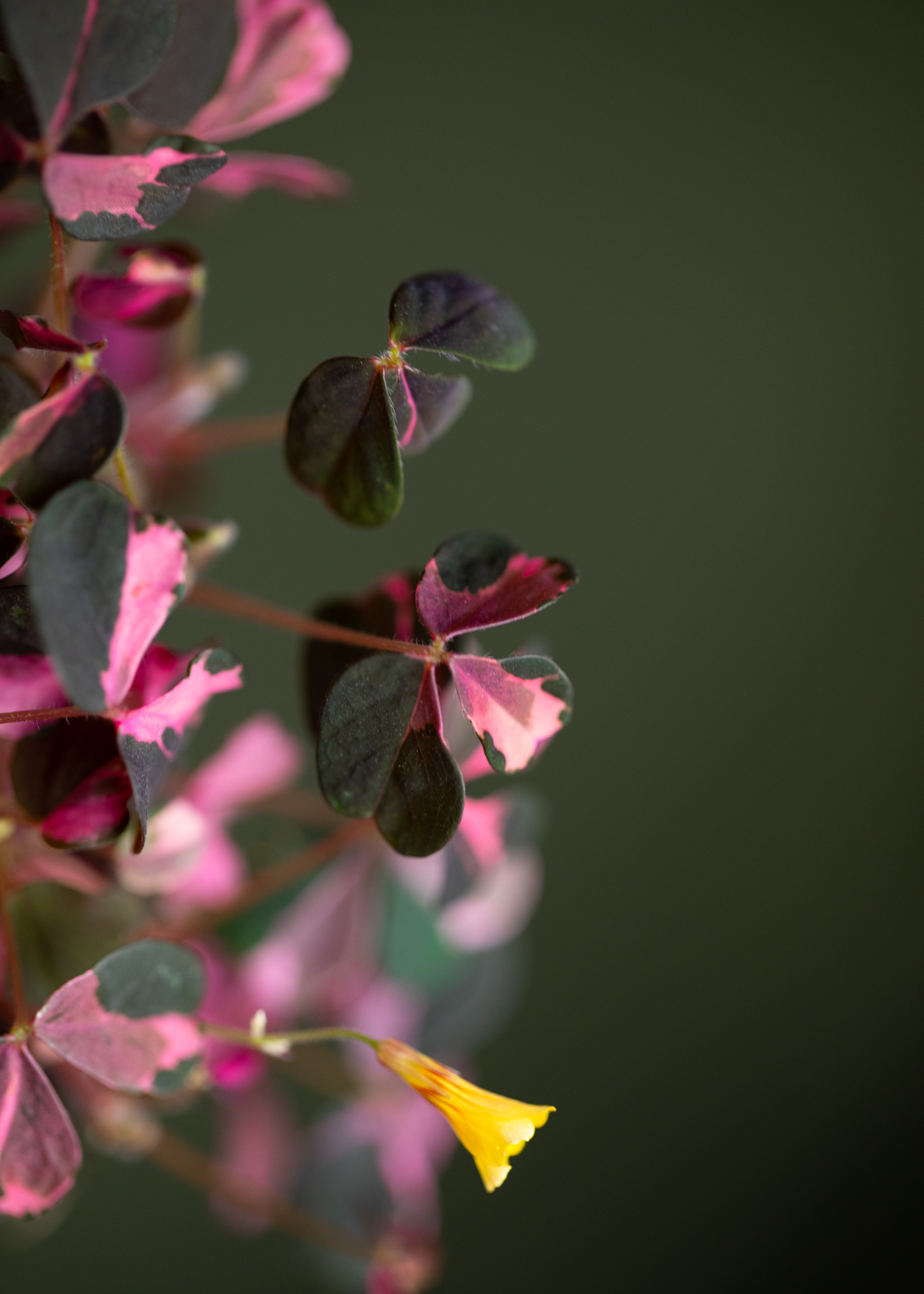 Oxalis Vulcanicola Plum Crazy