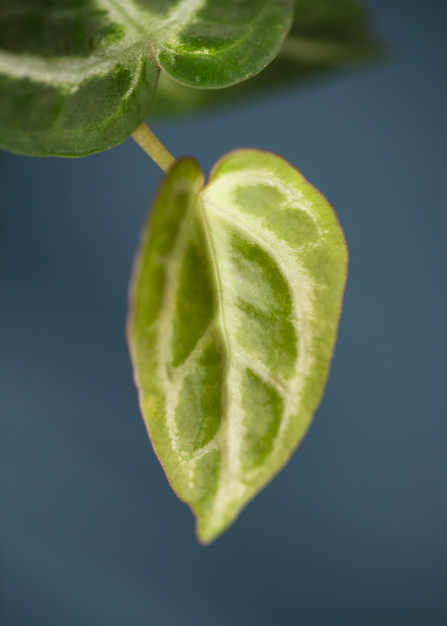Anthurium Crystallinum S