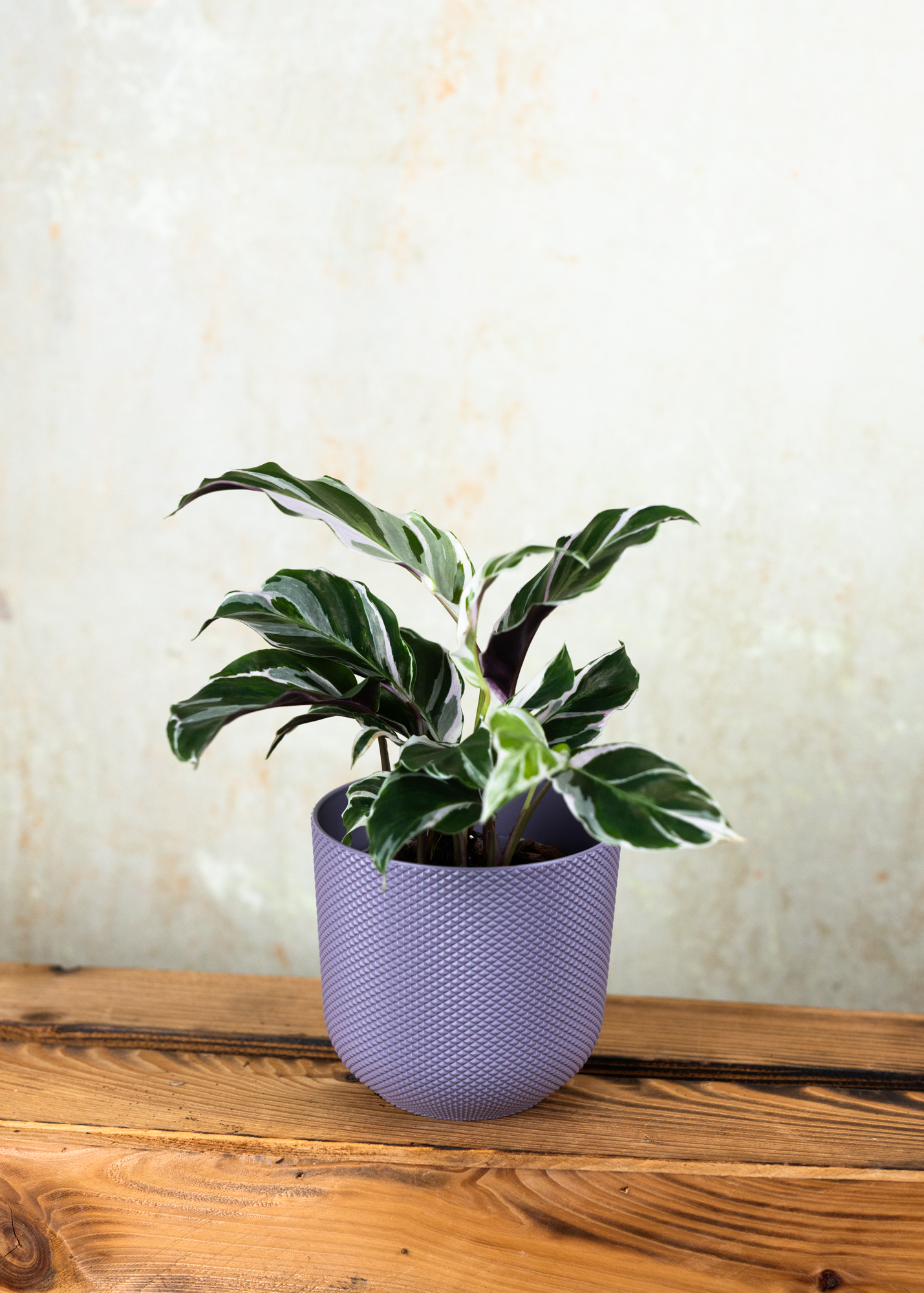 Calathea (Goeppertia) white fusion