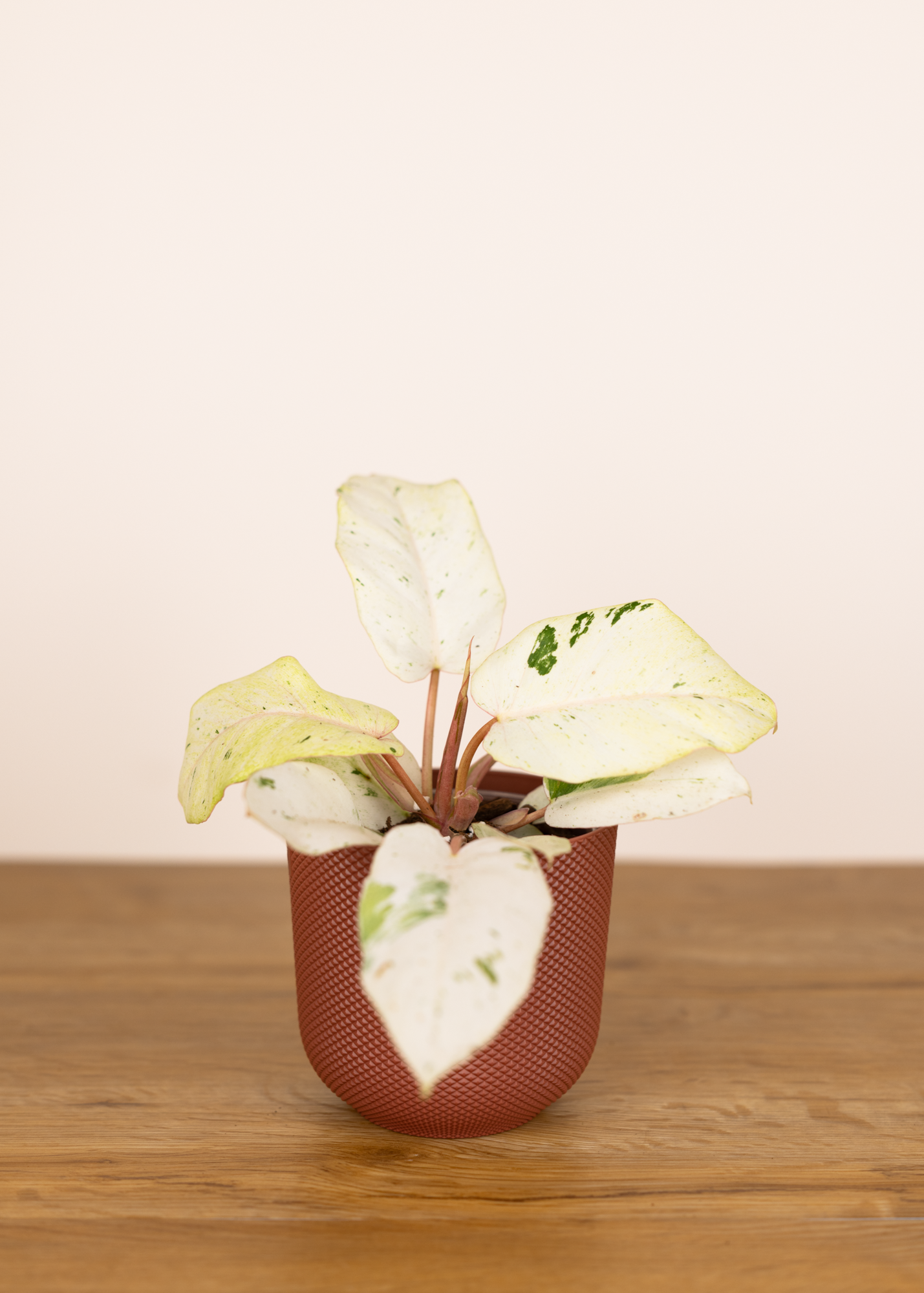 Philodendron Snowdrift