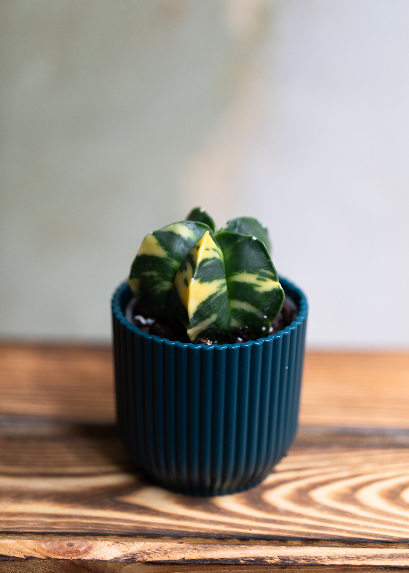 Astrophytum Myriostigma Variegata 6