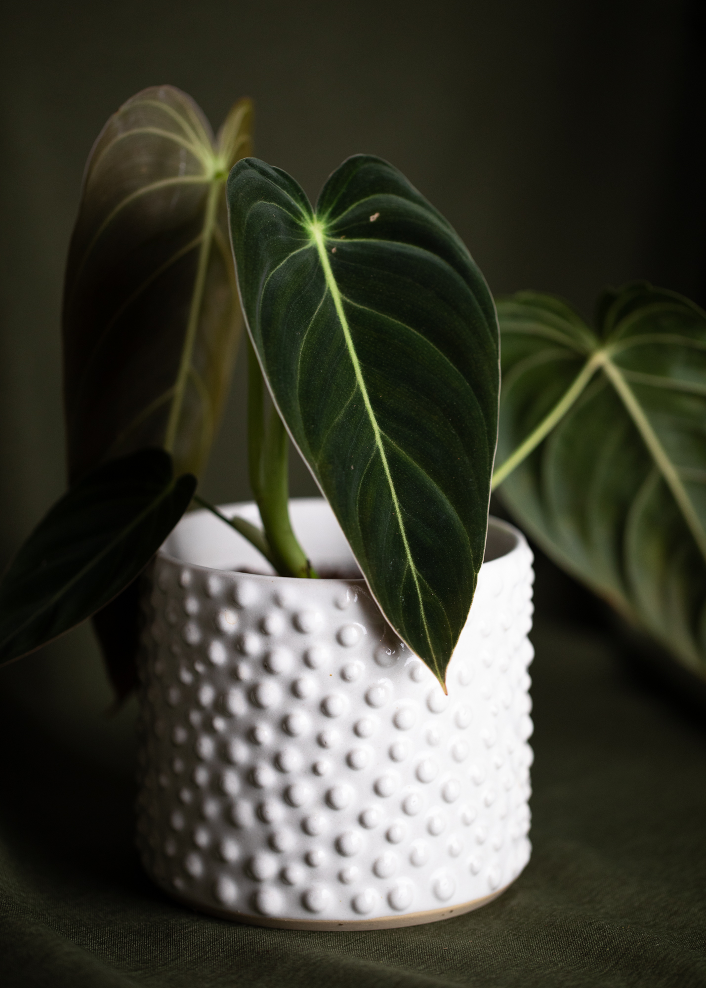 Philodendron Melanochrysum 
