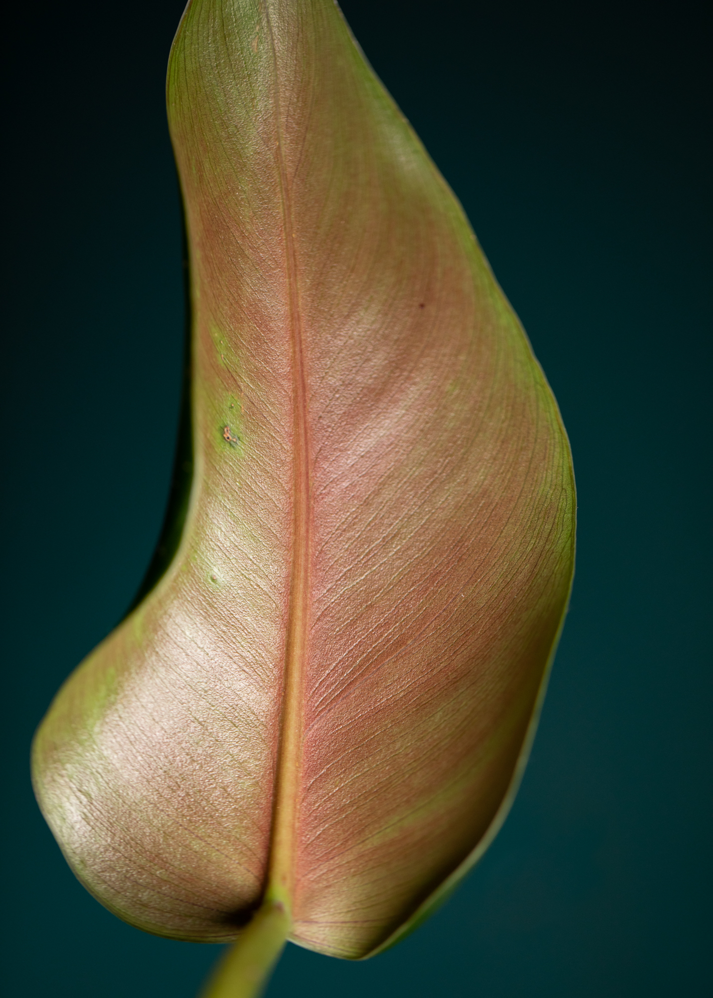 Philodendron Tuxtlanum Philodendron Tuxtlanum