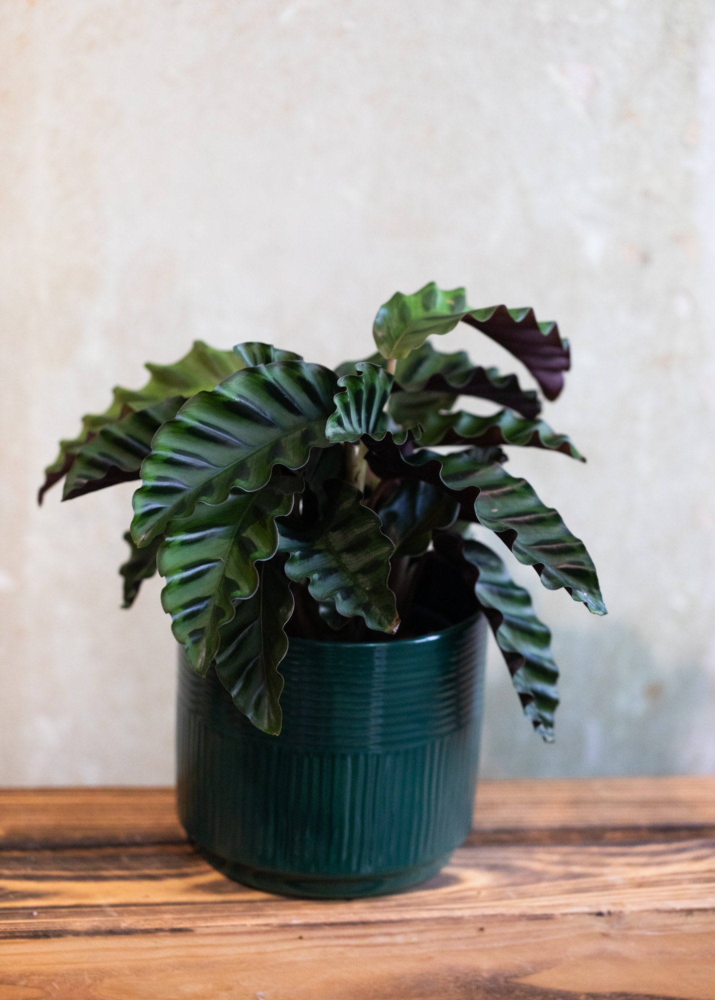 Calathea (Goeppertia) velvet glory