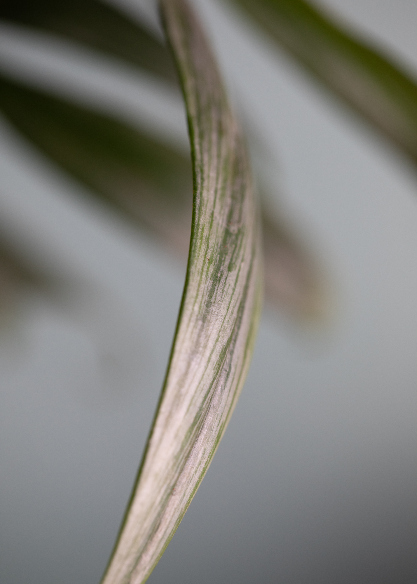 Epipremnum Amplissimum Epipremnum Amplissimum