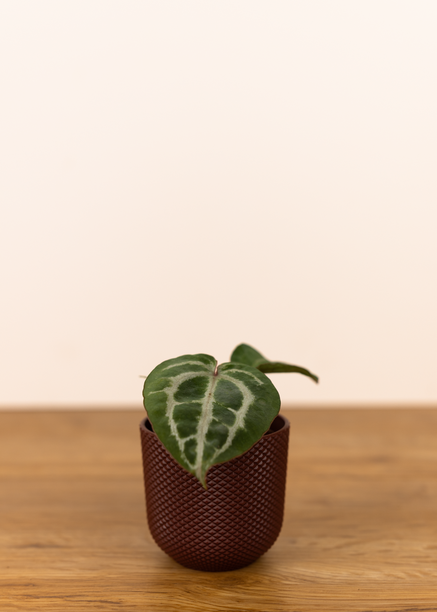 Anthurium michelle x (zara x michelle)