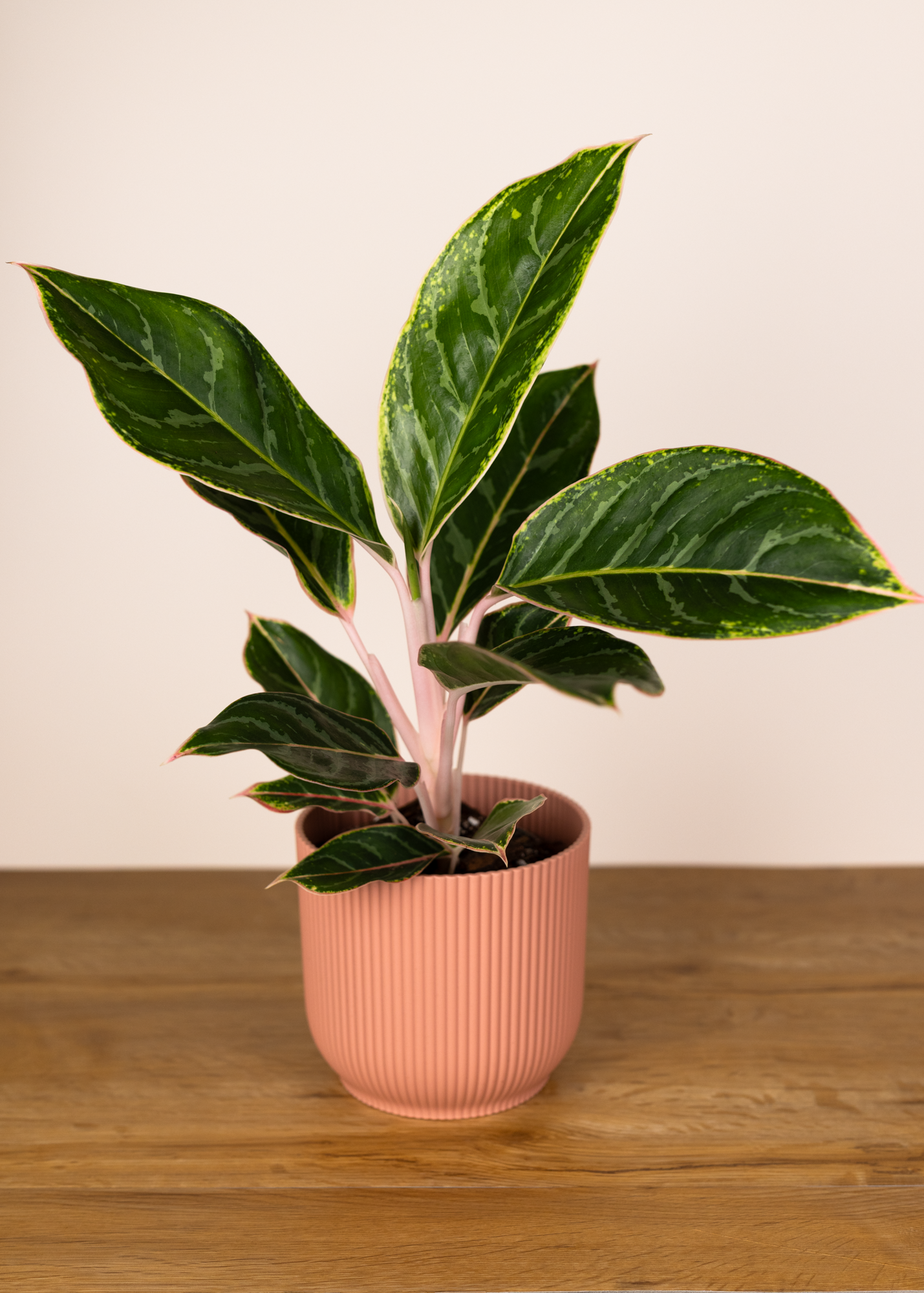 Aglaonema moonstone miles