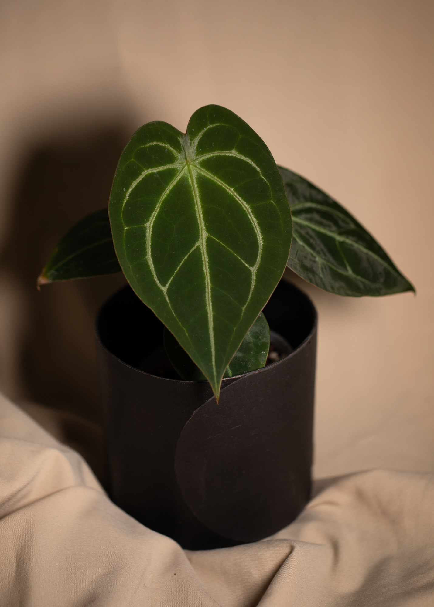 Anthurium Forgetii Hybrid Anthurium Forgetii Hybrid