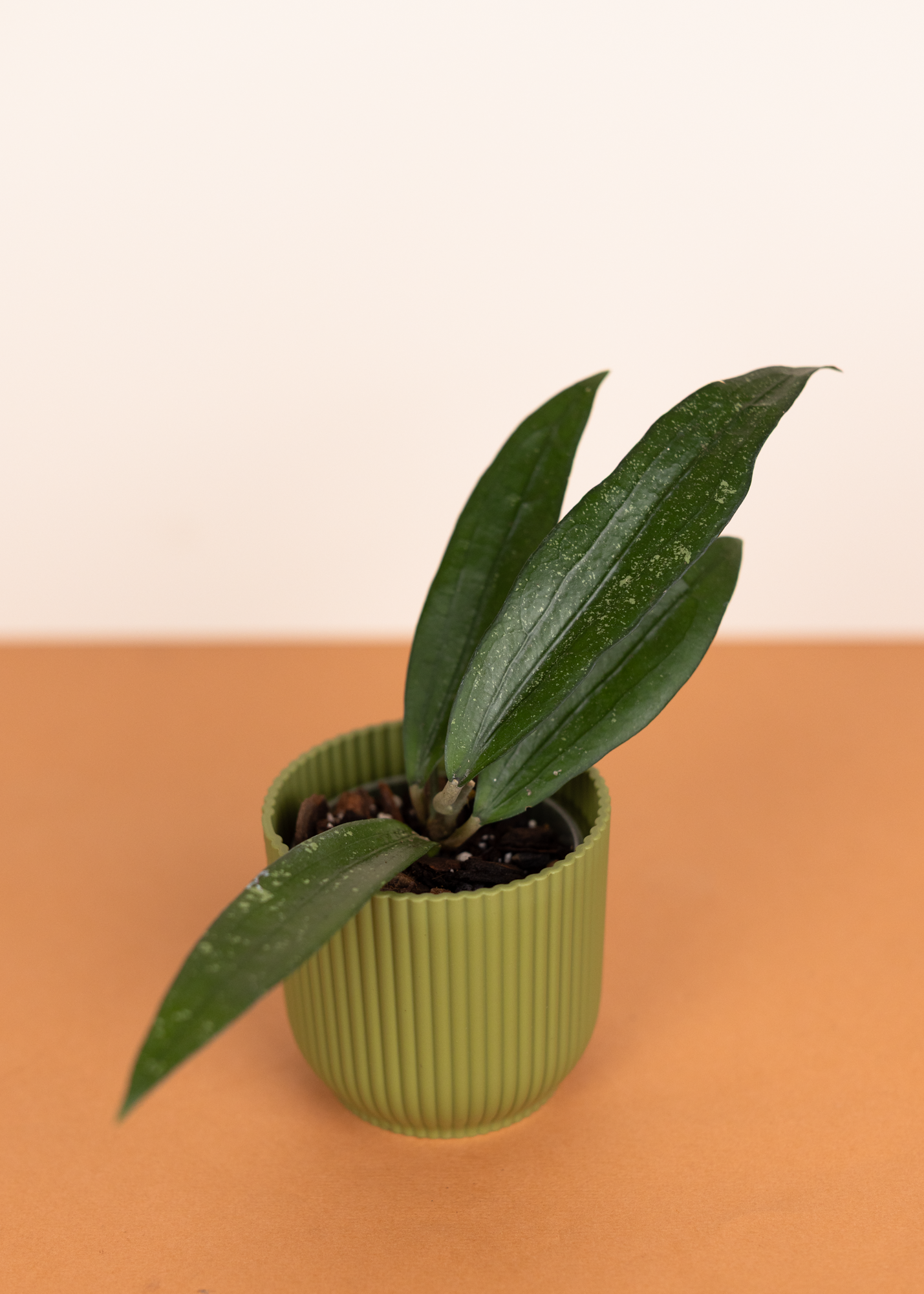 Hoya sp. rindu rafflesia