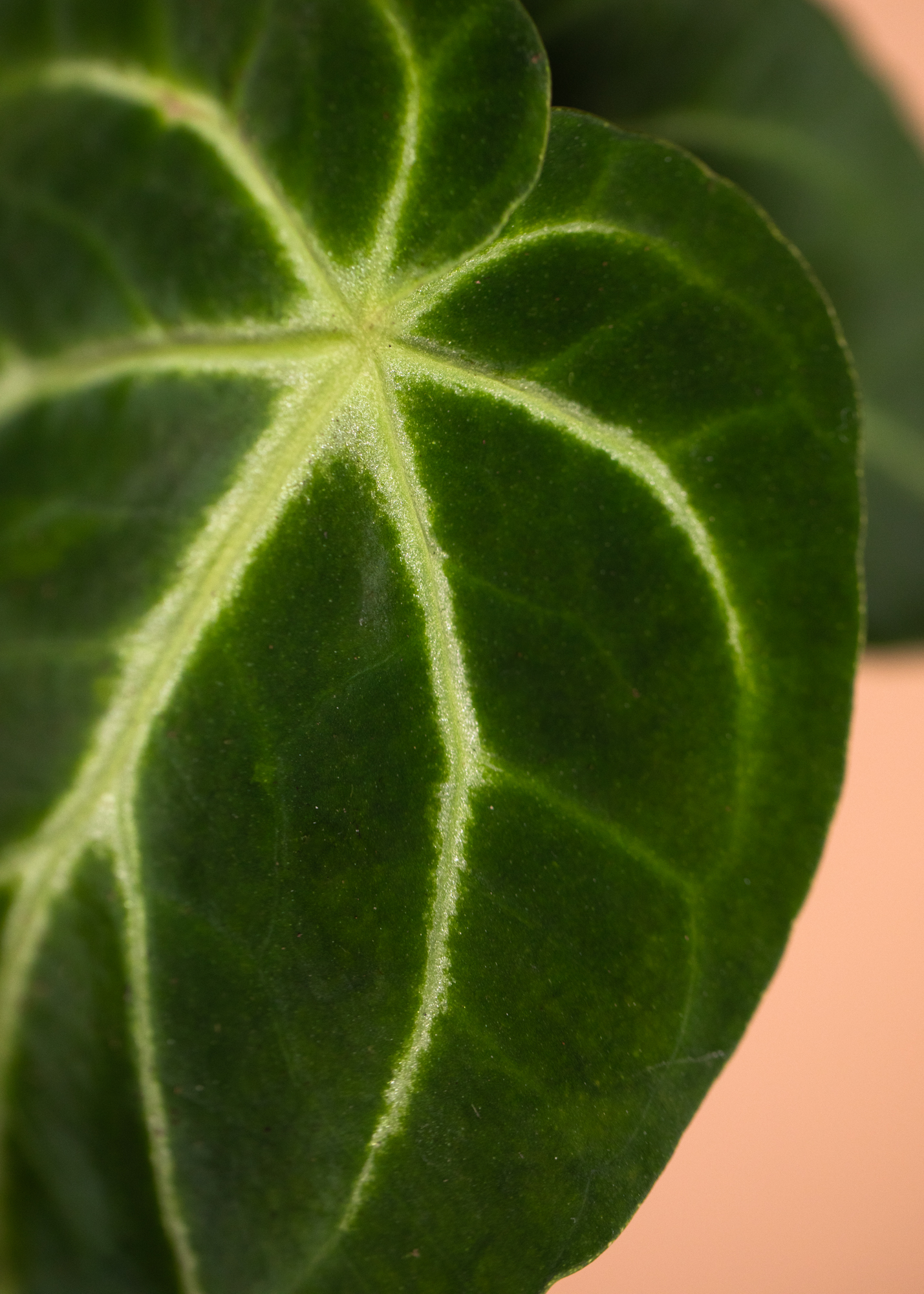 Anthurium Regale x Magnificum 2