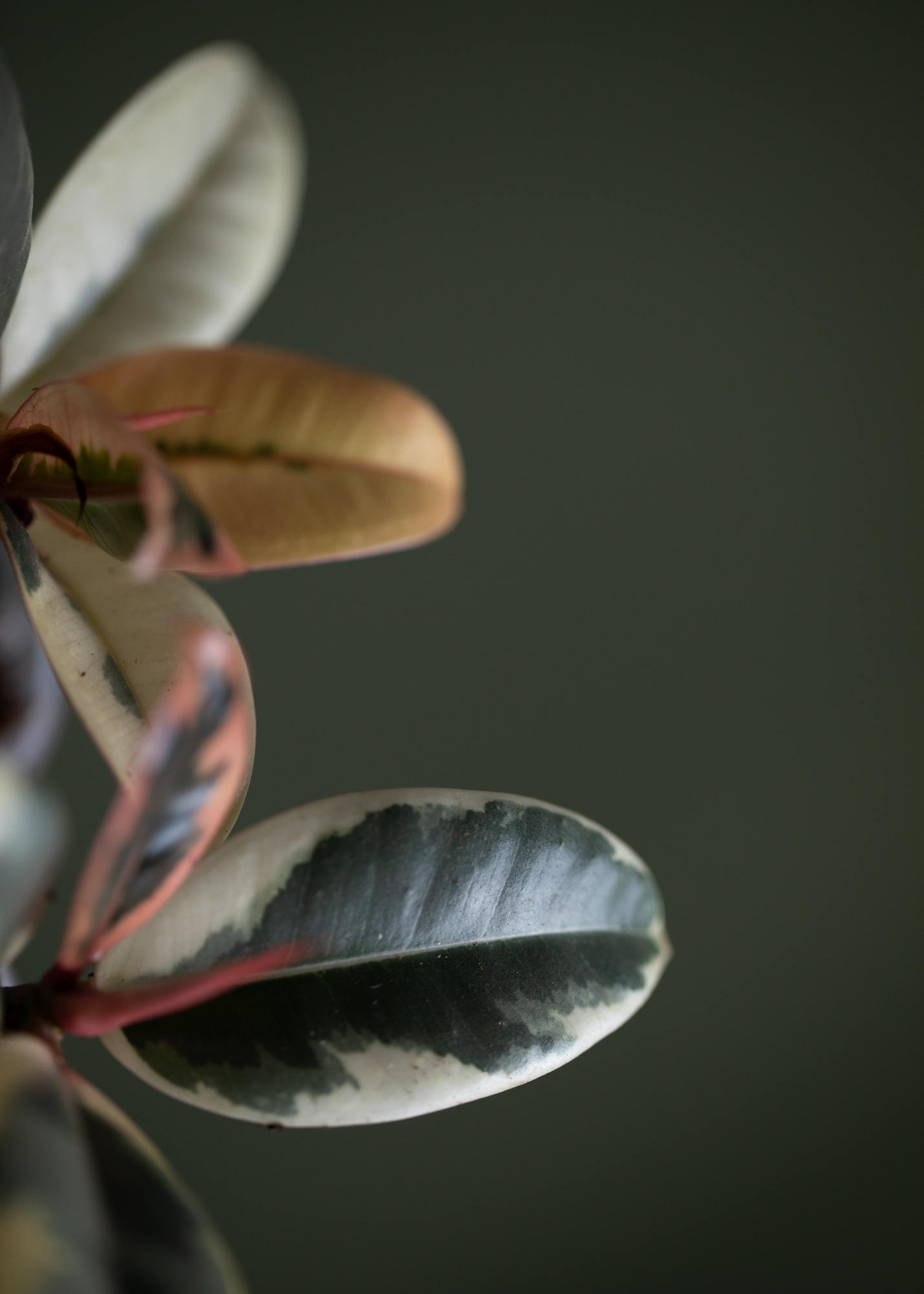 Ficus Elastica Tinke