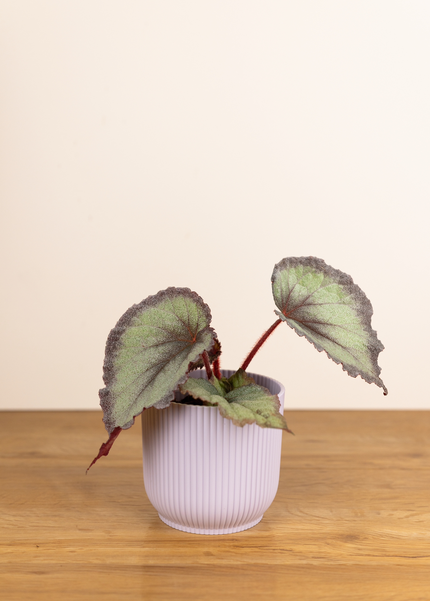 Begonia flamingo soul