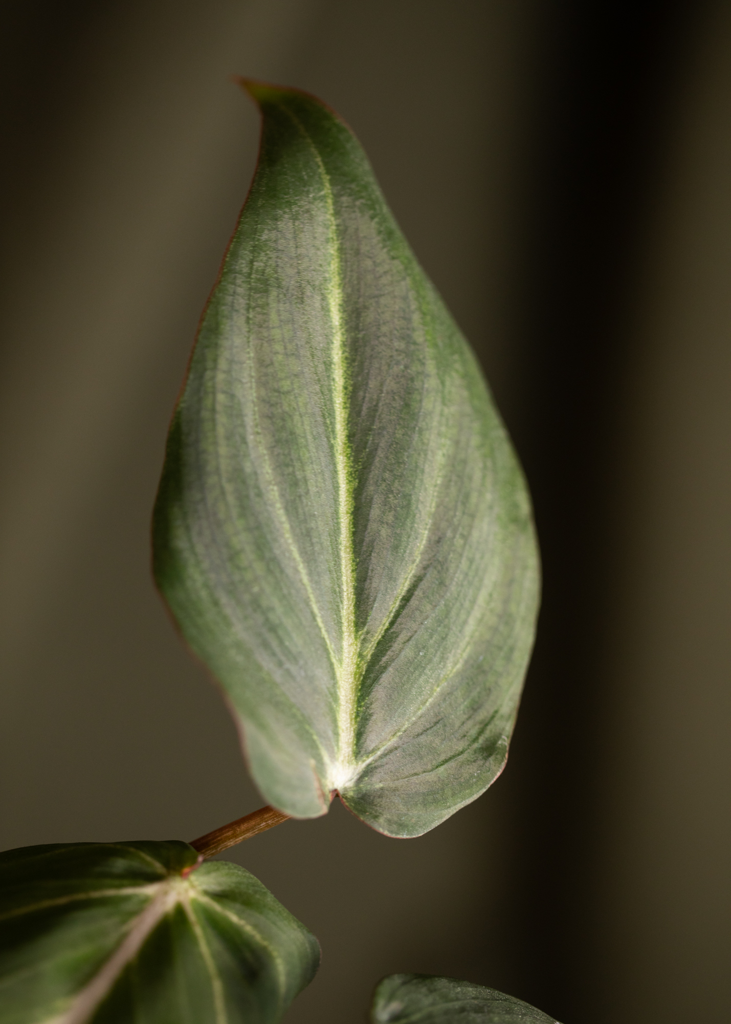 Philodendron Gloriosum dark form