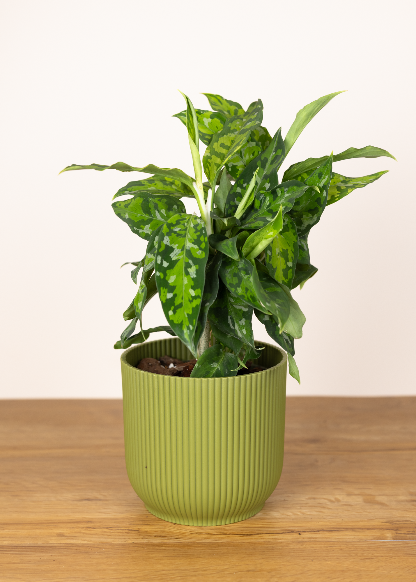 Aglaonema Pictum Tricolor M