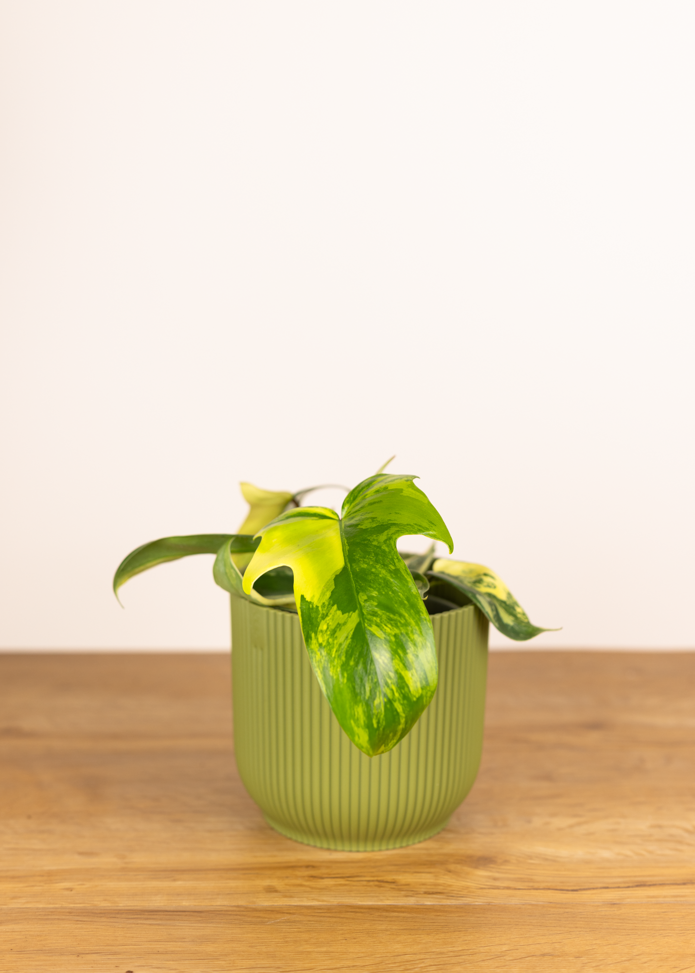 Philodendron Florida Beauty (high variegation)