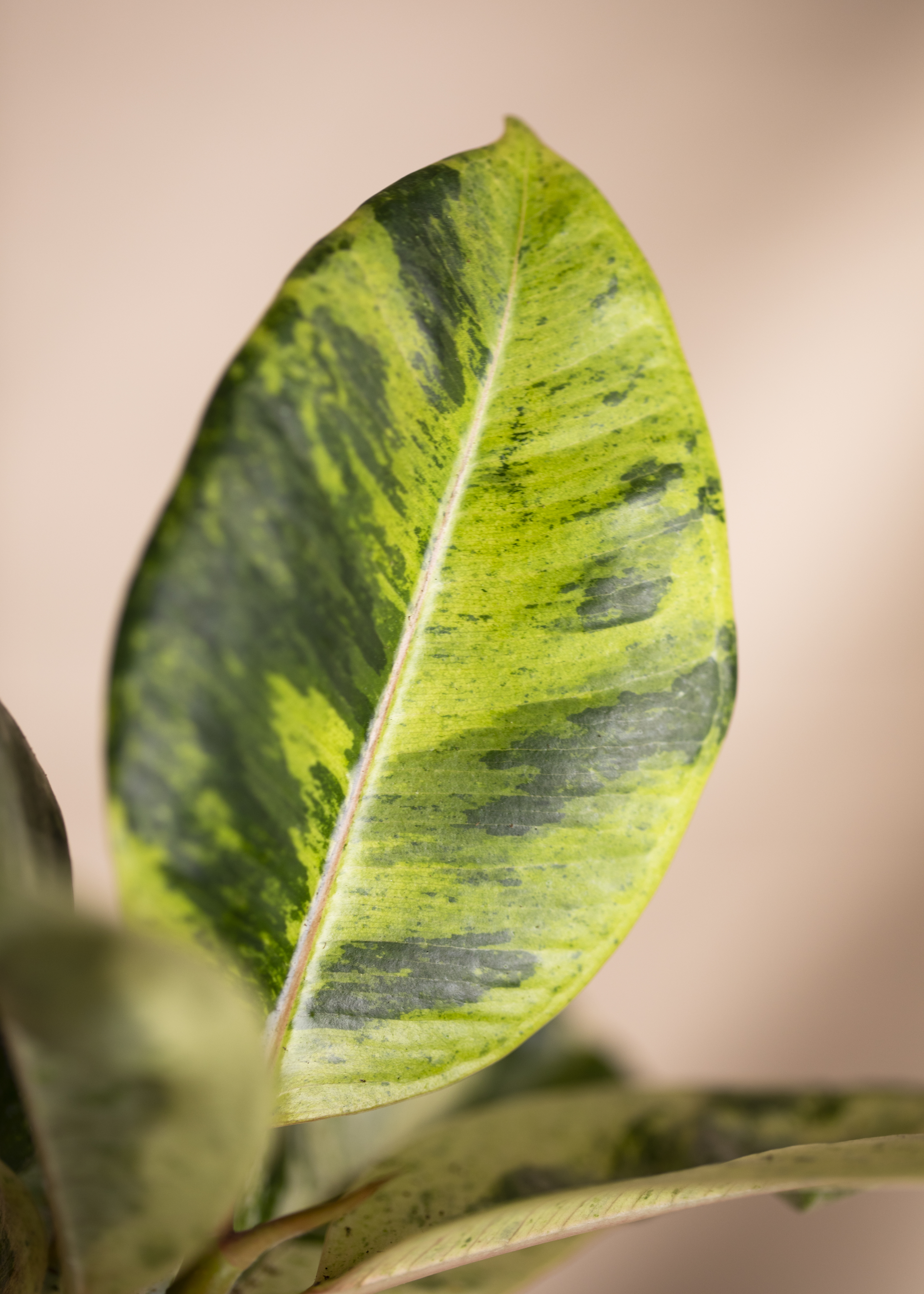 Ficus Elastica Shivereana Moonshine