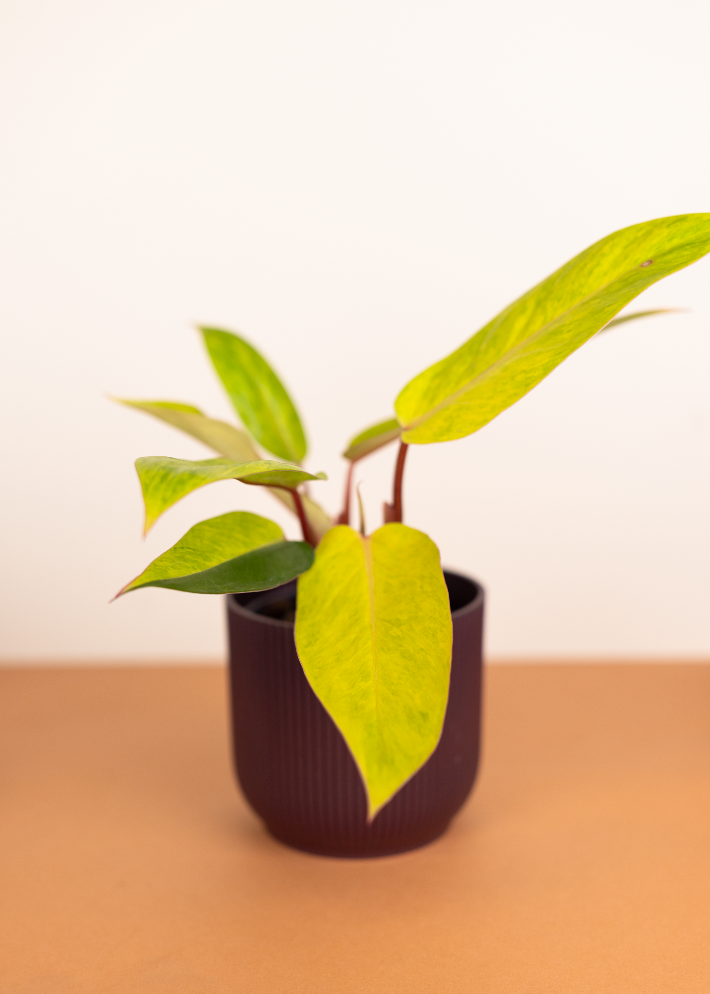 Philodendron Painted Lady