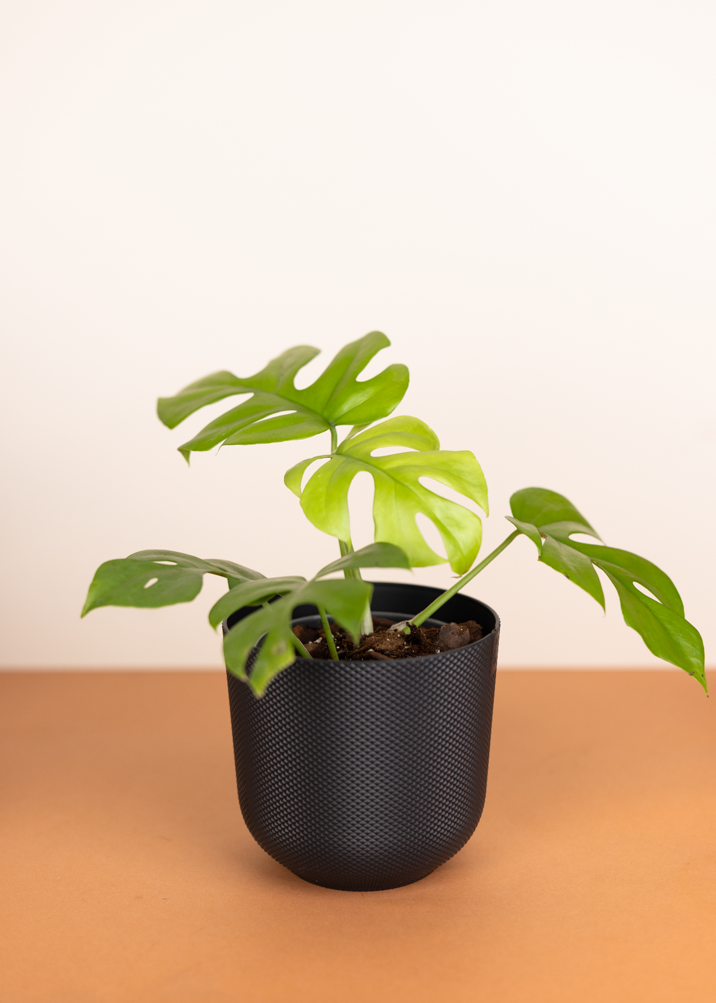 Rhaphidophora Tetrasperma