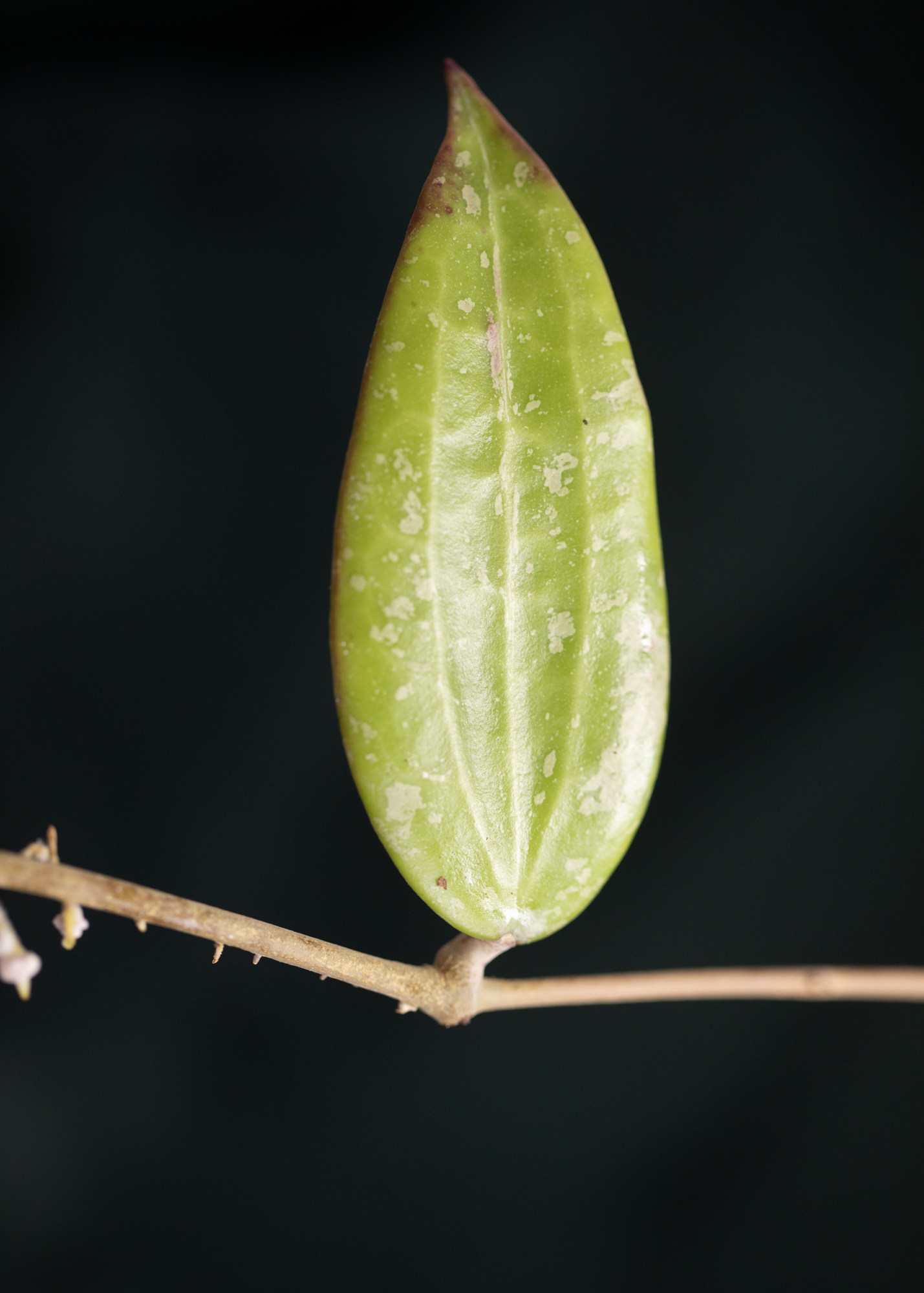 Hoya sp. Loei Province