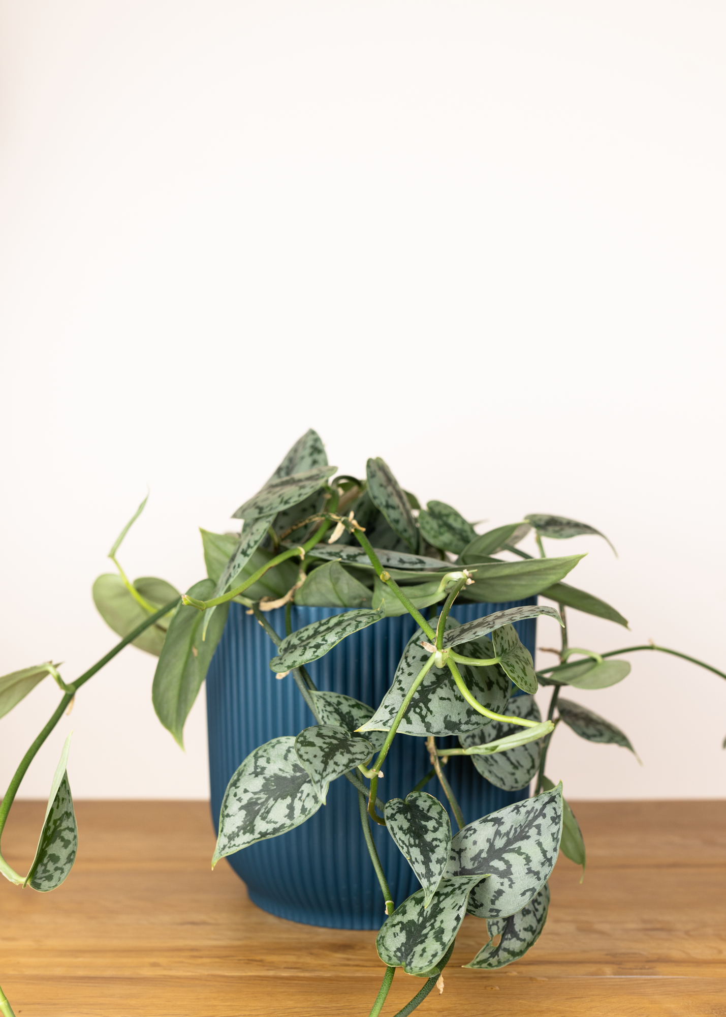 Scindapsus pictus silver lady L