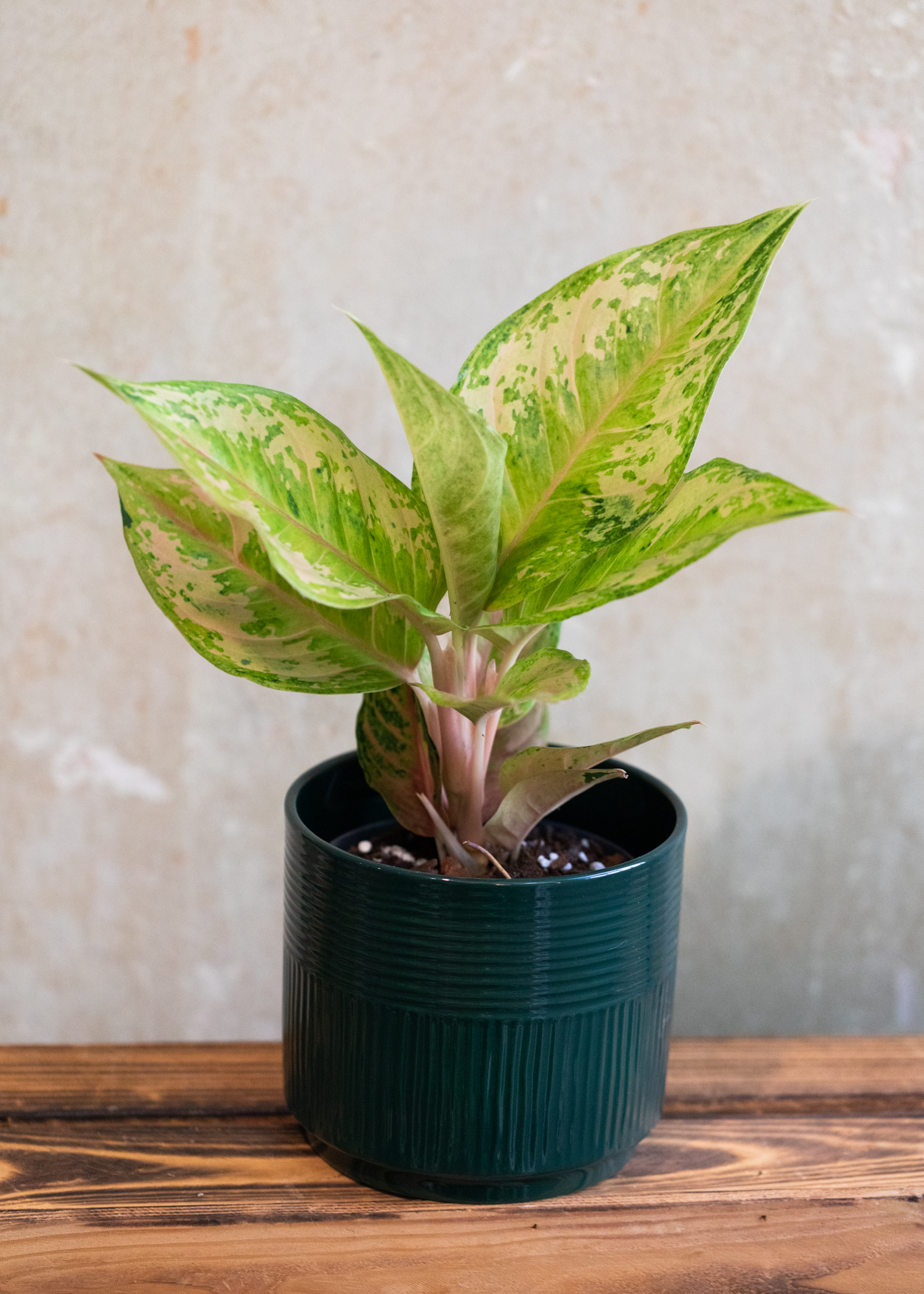 Aglaonema prakaipet