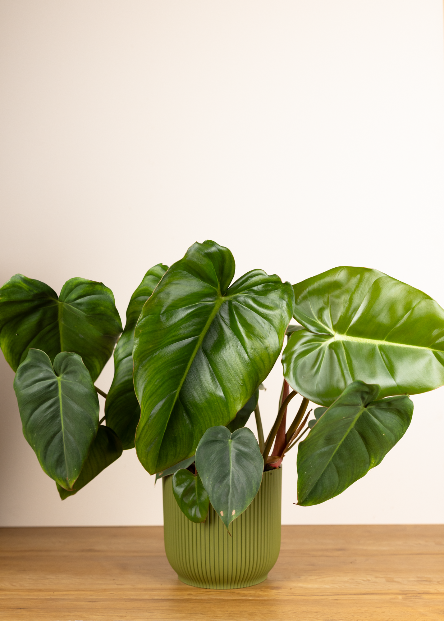 Philodendron billietiae x pastazanum