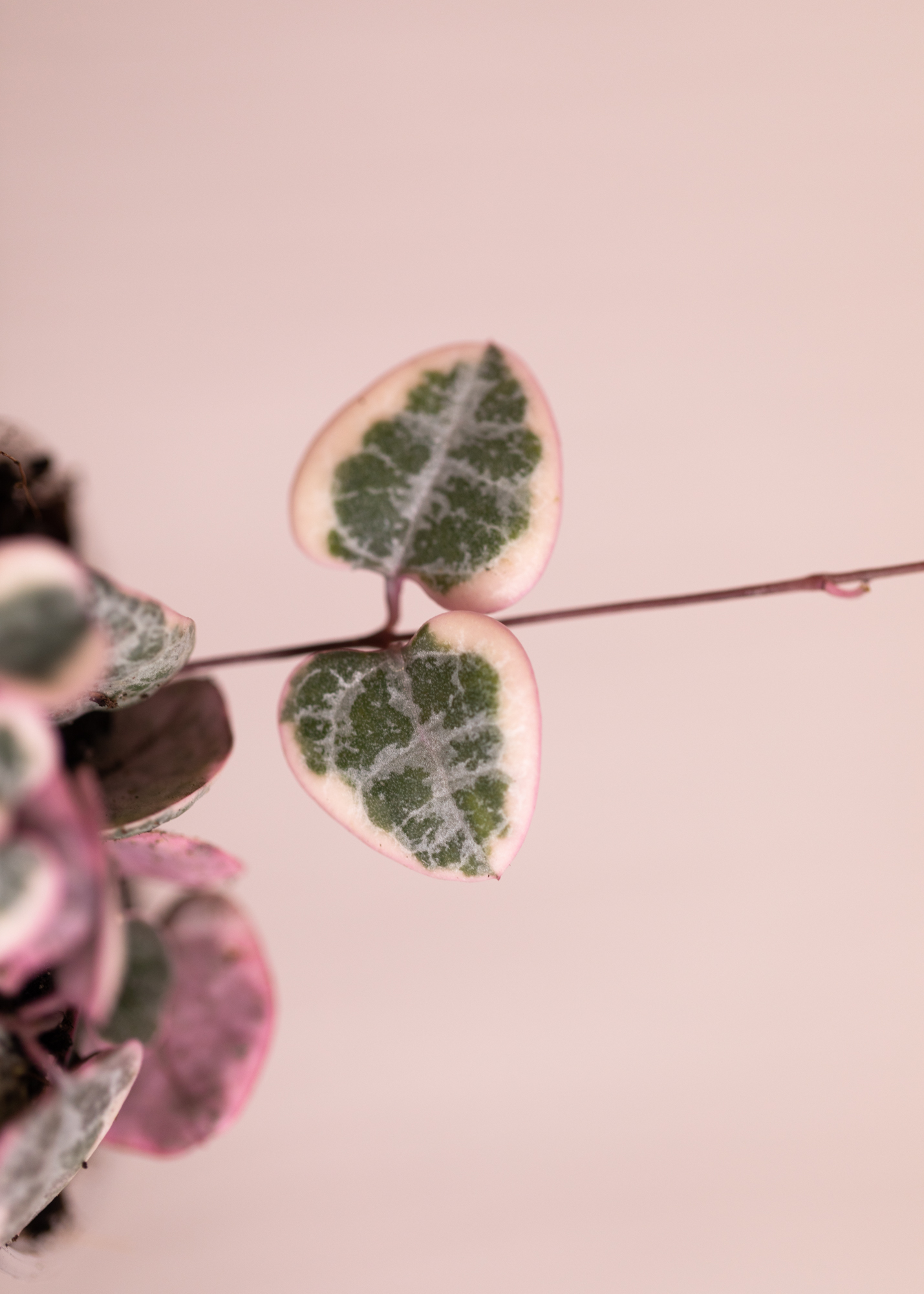Ceropegia Woodii 'String of Hearts' Variegata