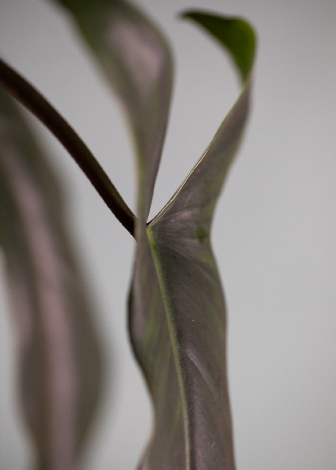 Philodendron 69686