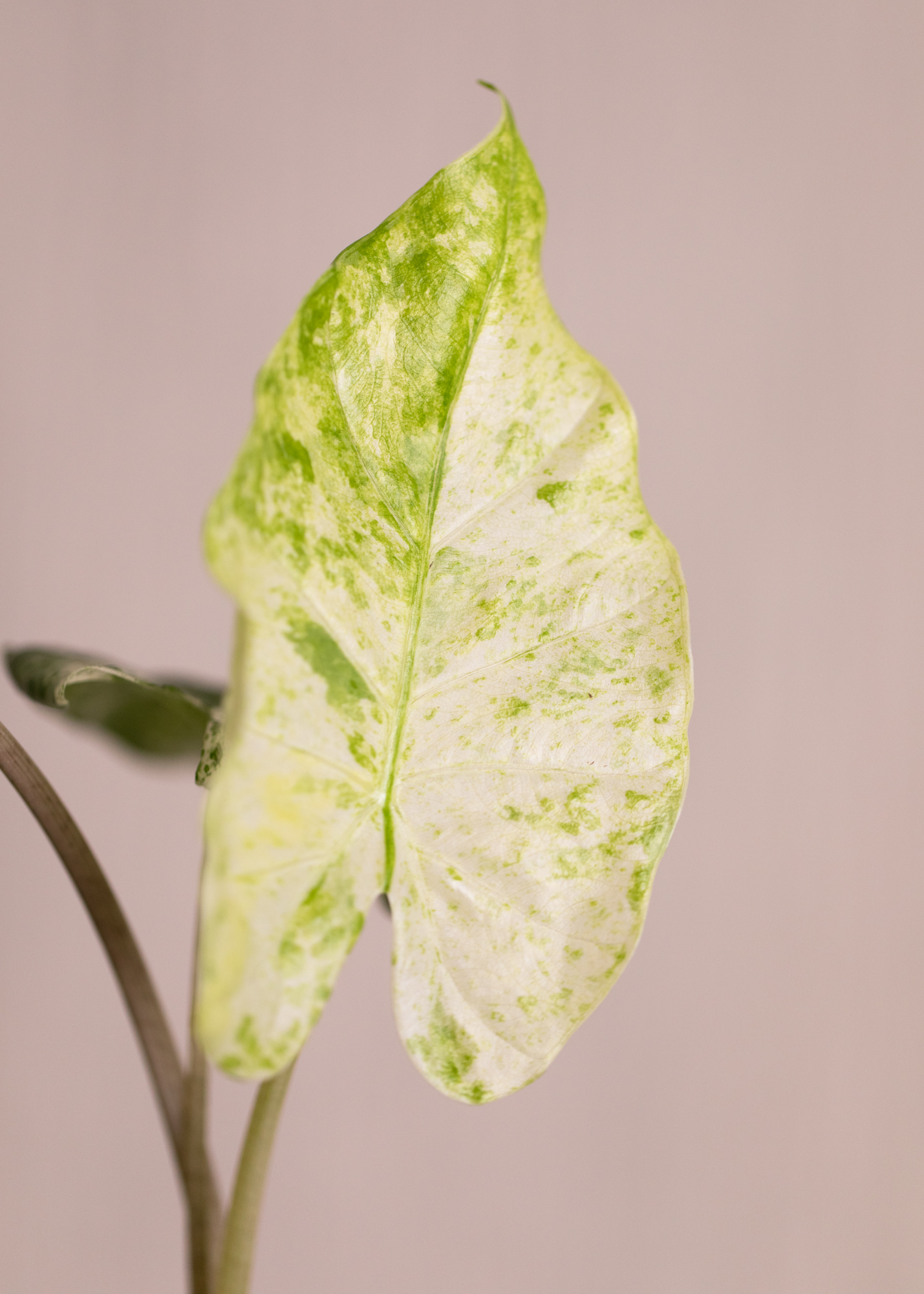 Alocasia Macrorrhiza Splash Variegata 4