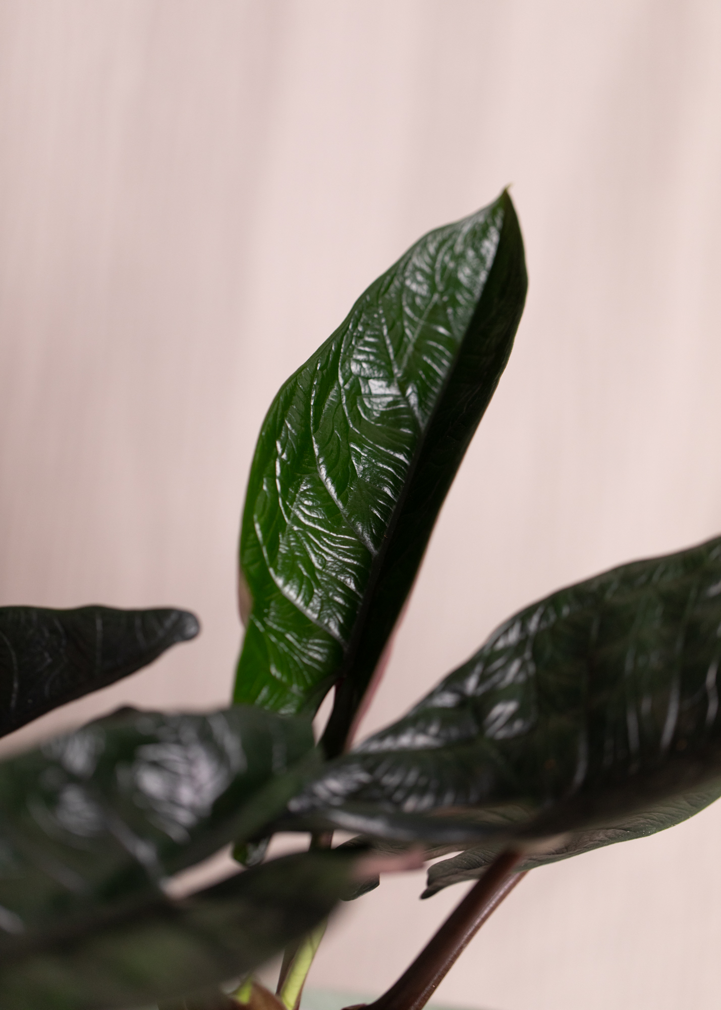Alocasia Scalprum M