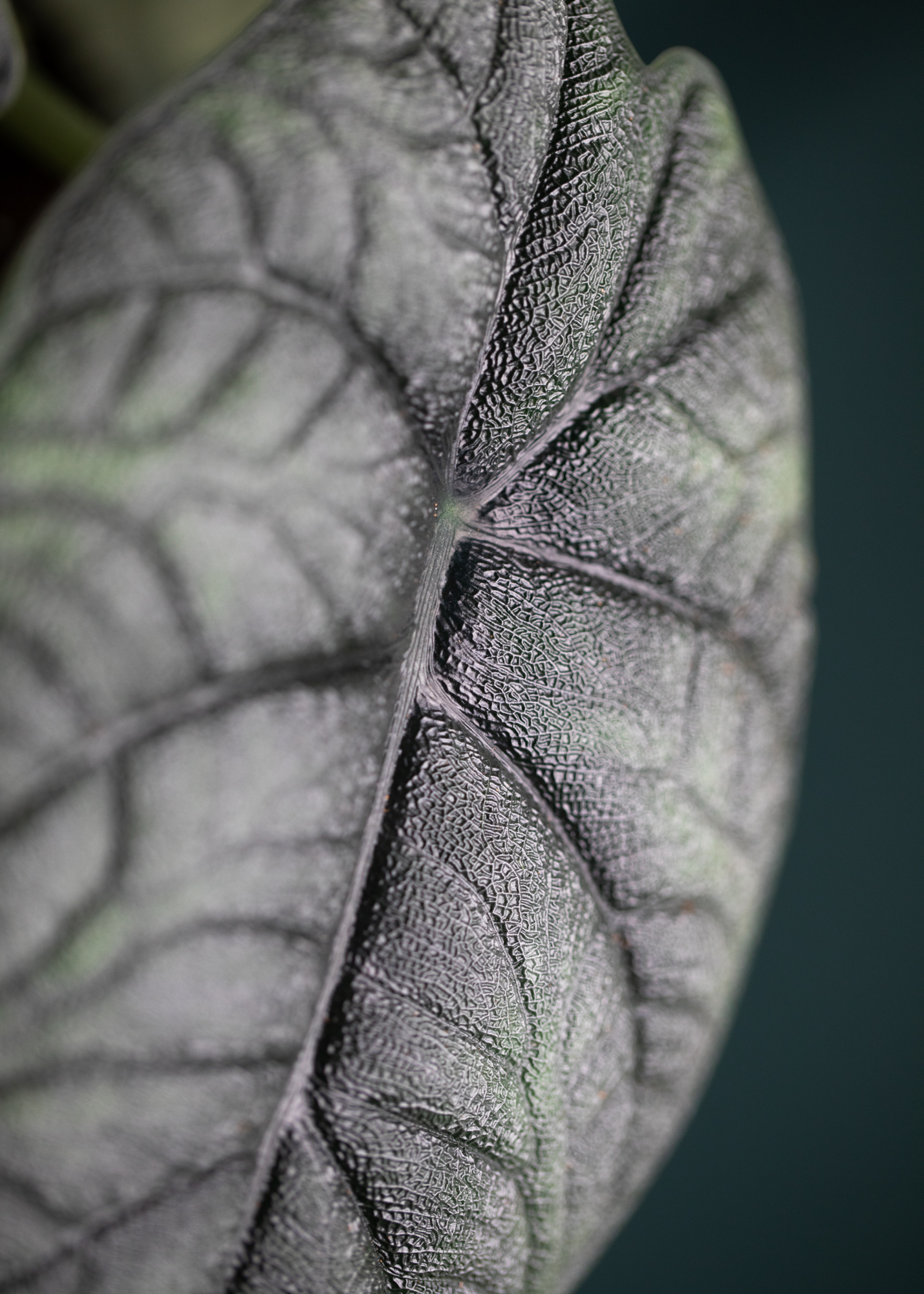 Alocasia Melo