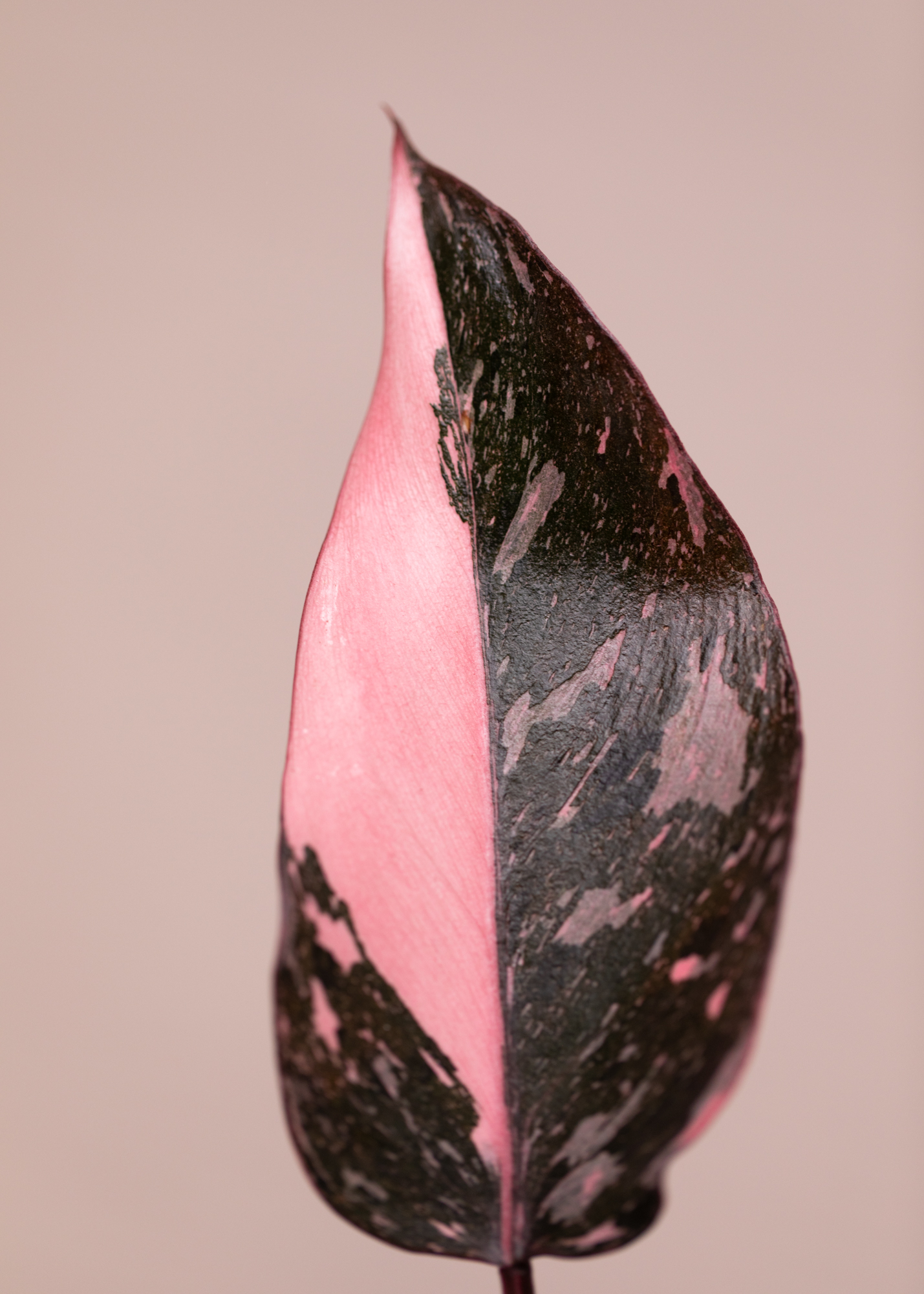 Philodendron Pink Princess
