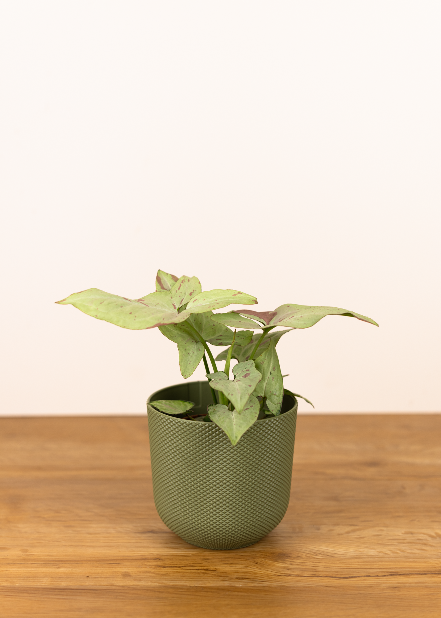 Syngonium strawberry milk 