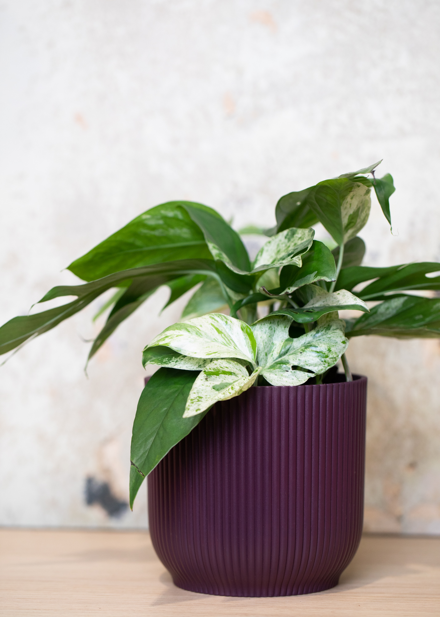 Epipremnum Pinnatum Marble Variegata 