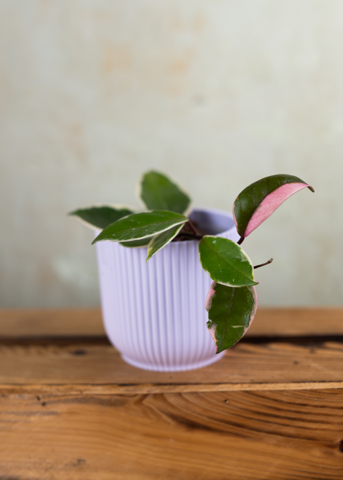 Hoya carnosa krimson queen flamingo dream