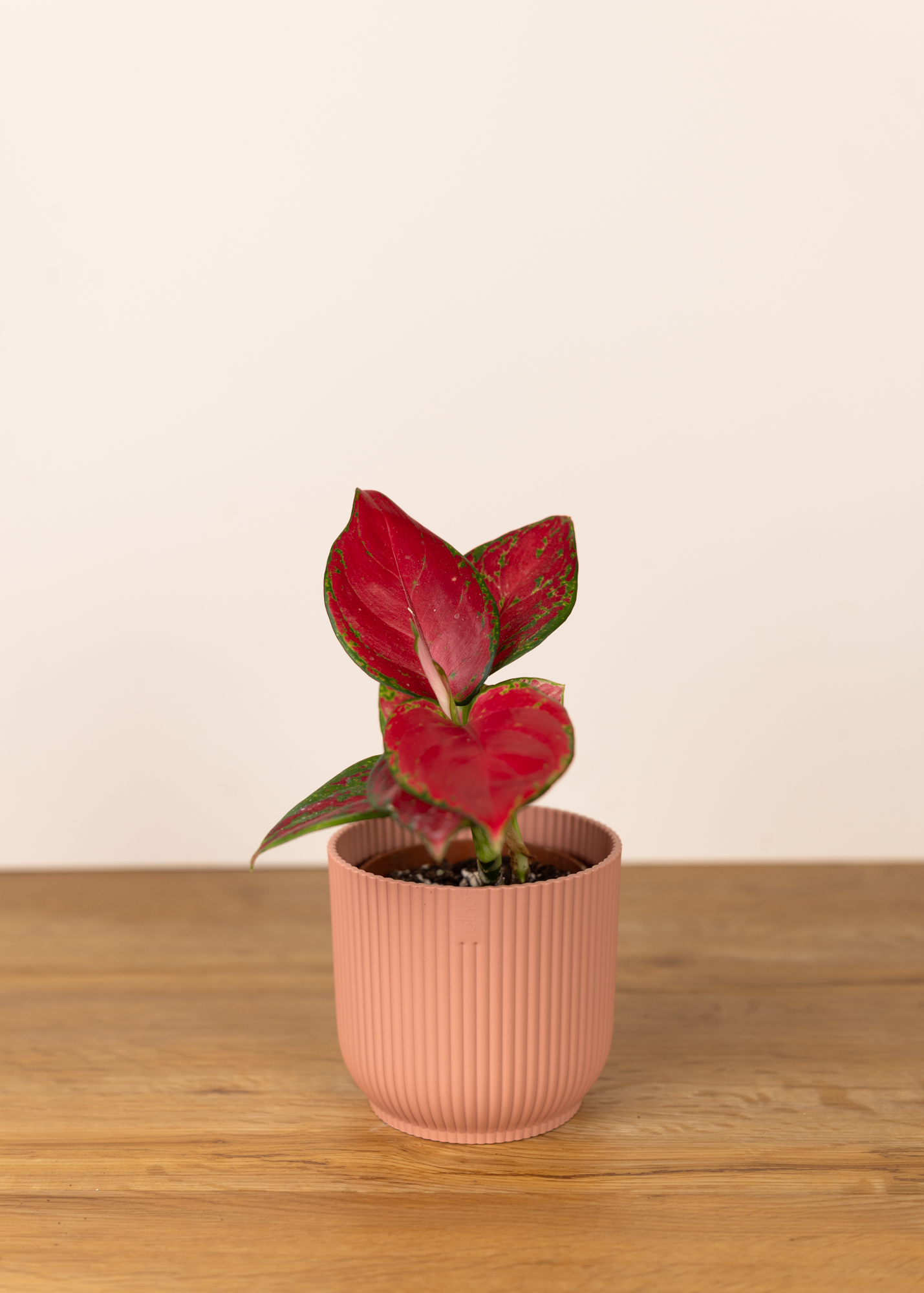 Aglaonema red anyamanee S