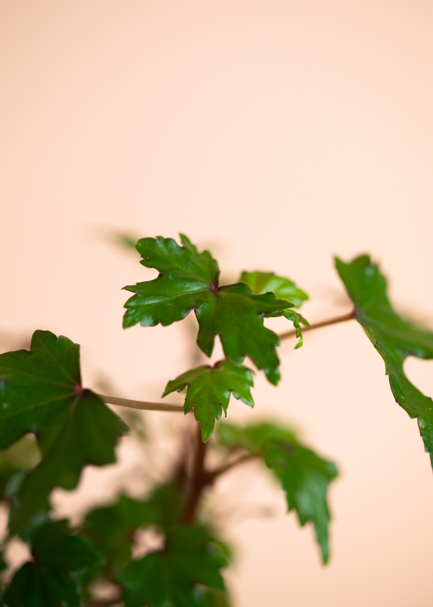 Begonia Dregei
