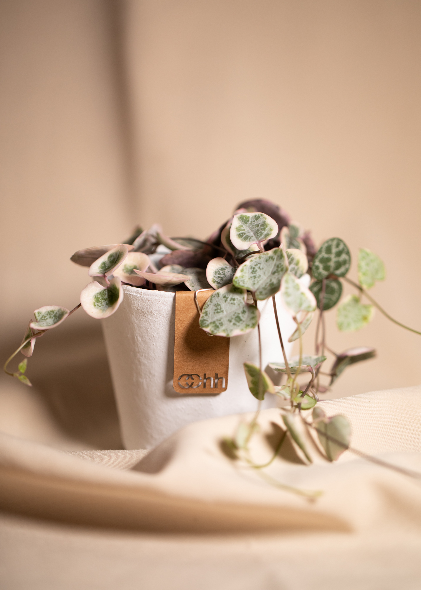 Ceropegia Woodii 'String of Hearts' Variegata Ceropegia Woodii 'String of Hearts' Variegata