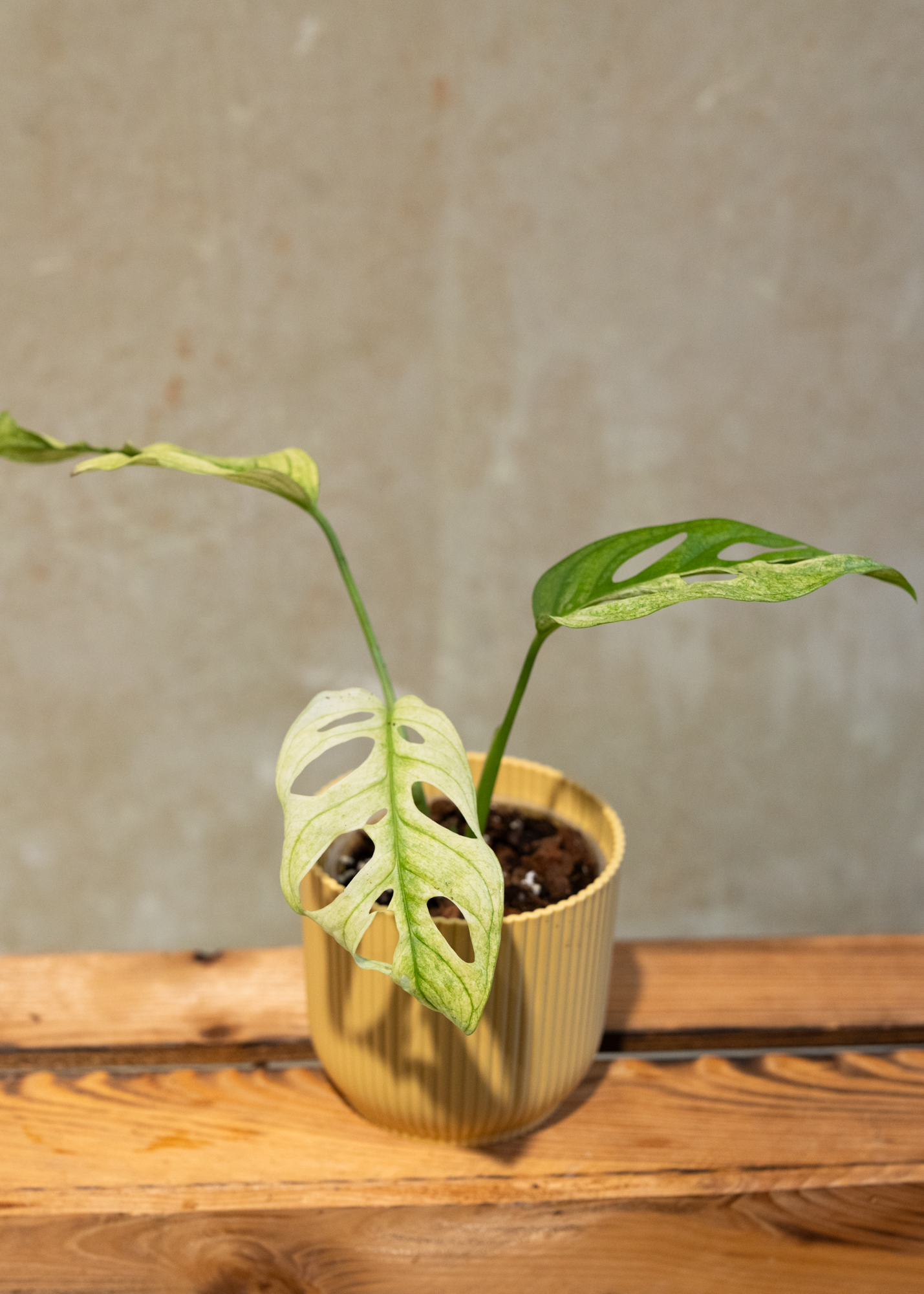 Monstera adansonii variegata 14