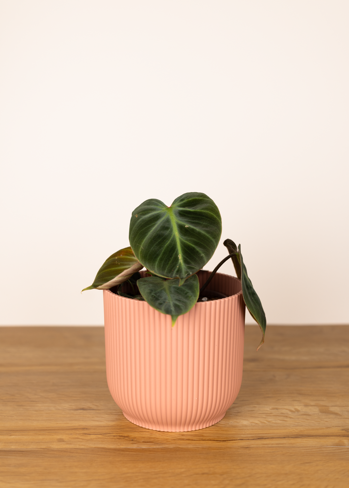 Philodendron Rubrijuvenilum 'El Choco Red'