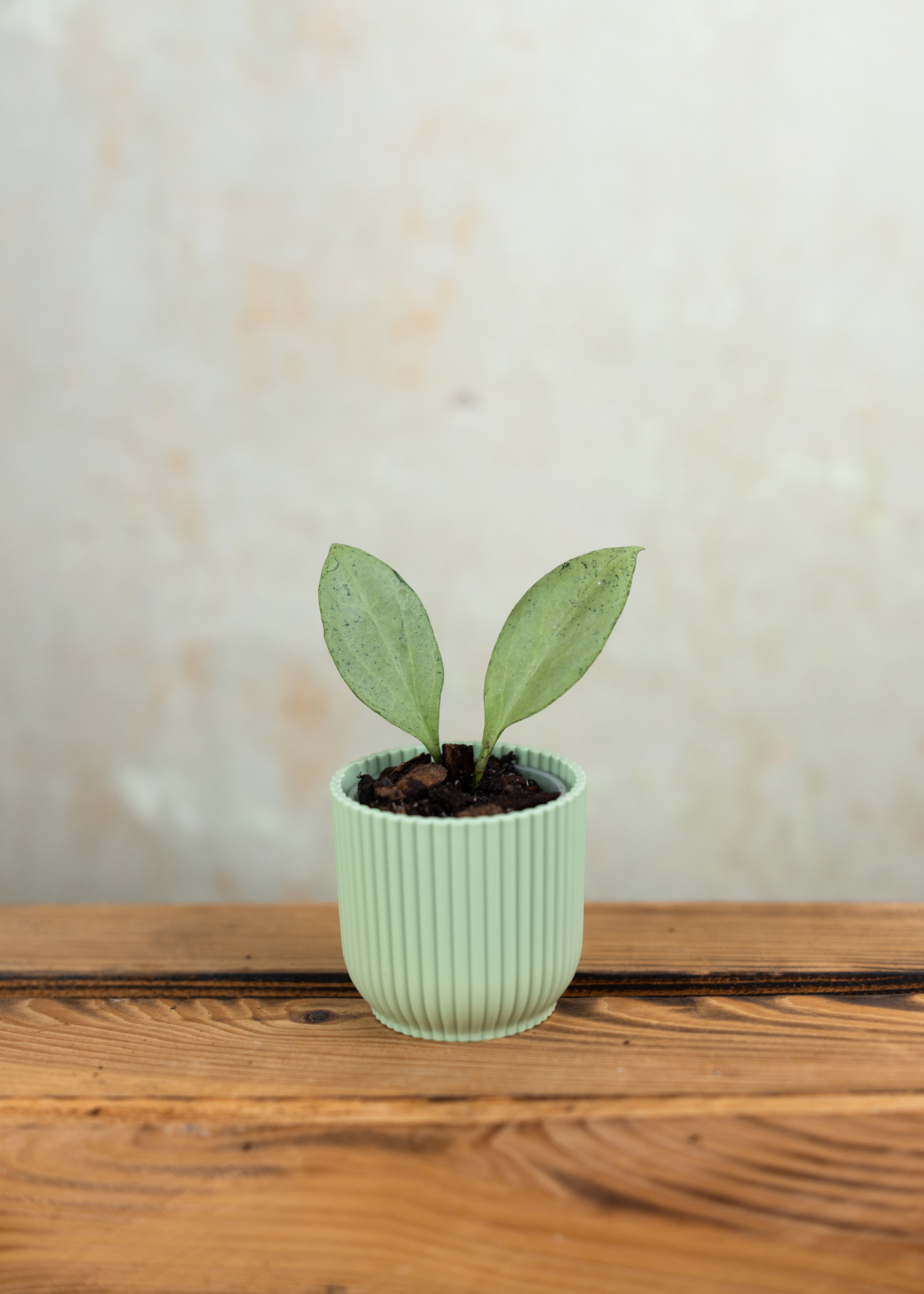 Hoya Nicholsoniae New Guinea Ghost