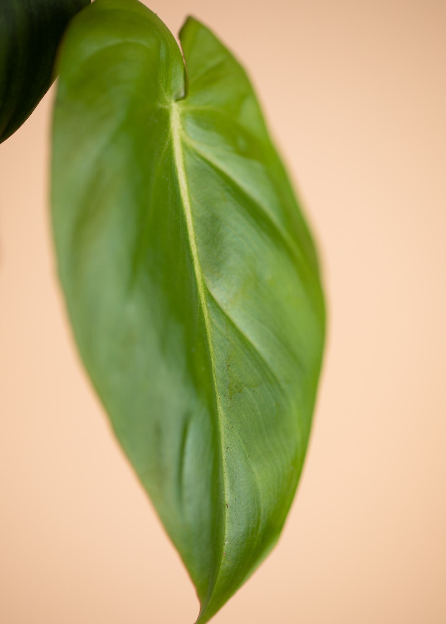 Philodendron Dean McDowell