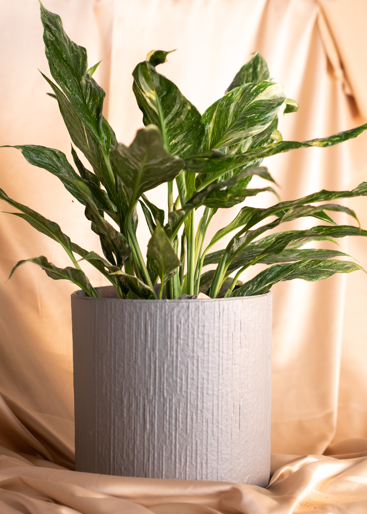 Spathiphyllum Variegata Spathiphyllum Variegata