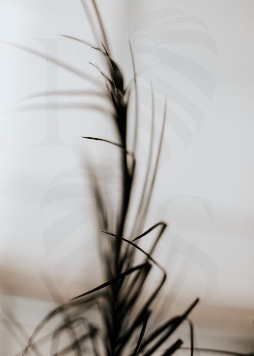 Phoenix Roebelenii