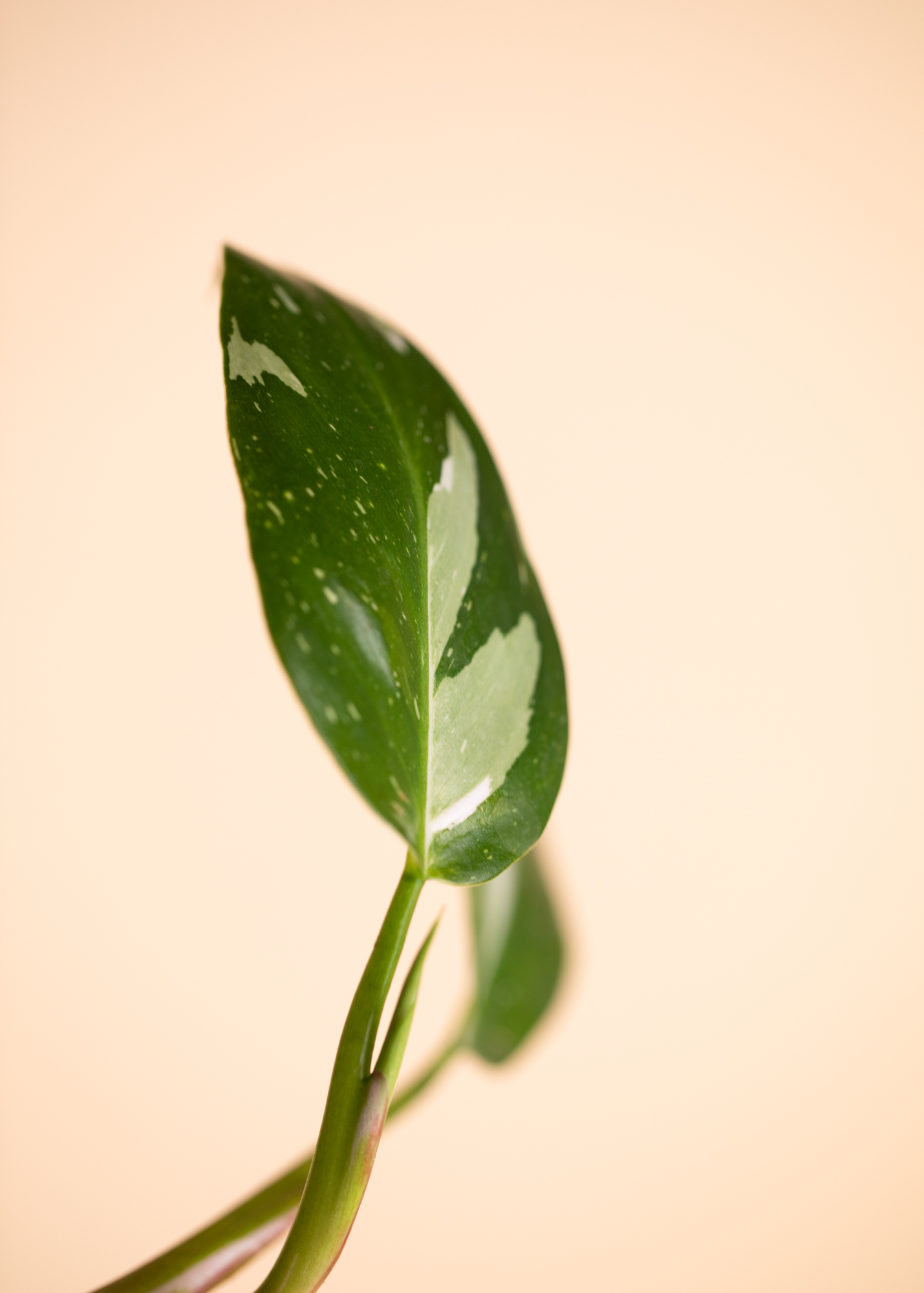 Philodendron White Princess