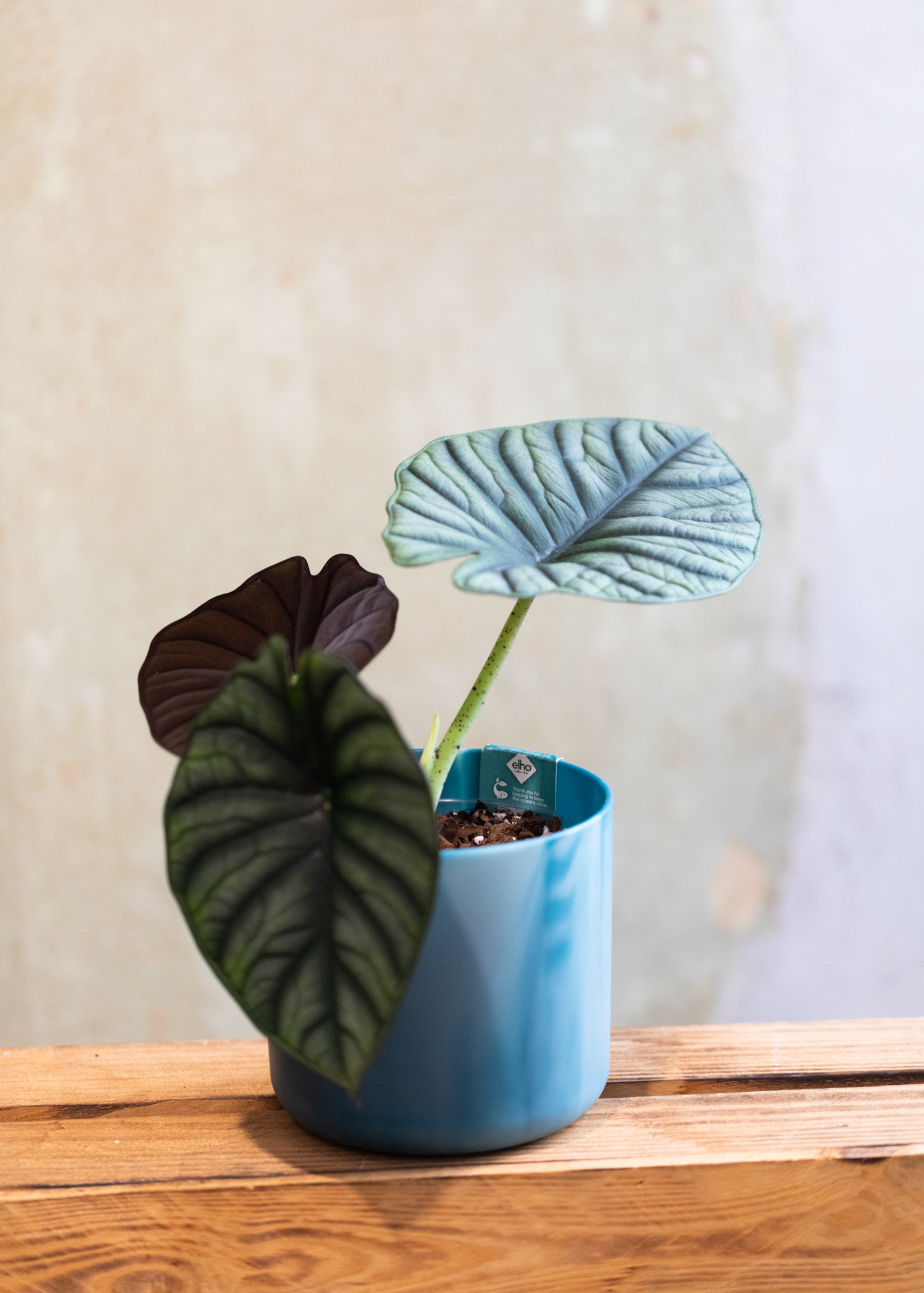 Alocasia nebula 