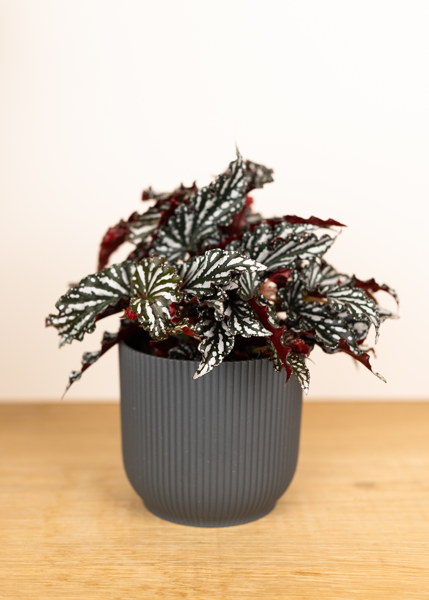 Begonia ruby compact