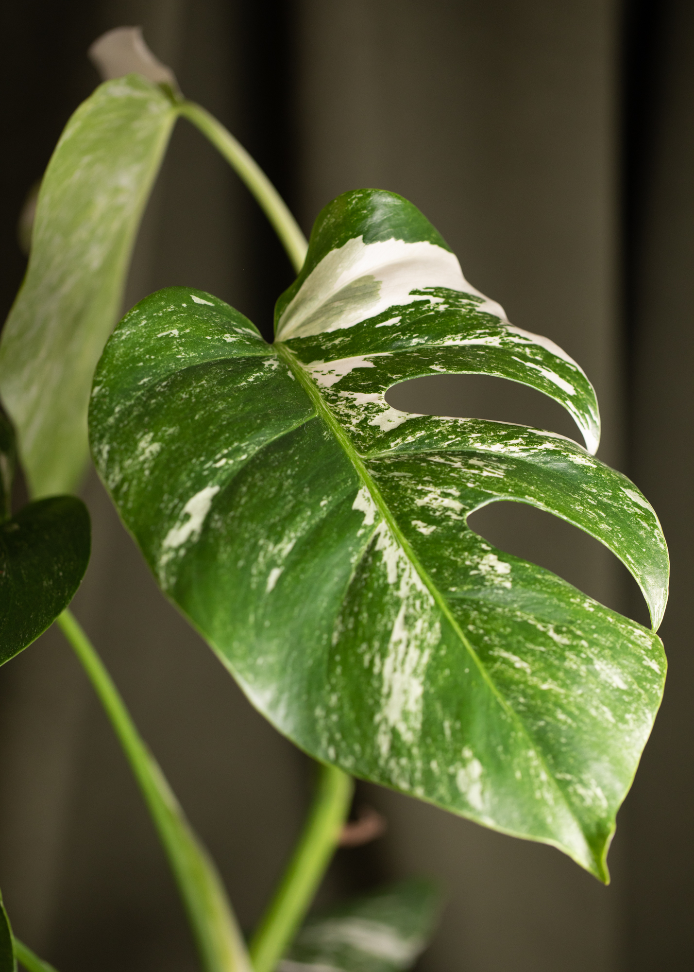 Monstera Deliciosa Albo Variegata (small form variegated) 1 Monstera Deliciosa Albo Variegata (small form variegated) 1